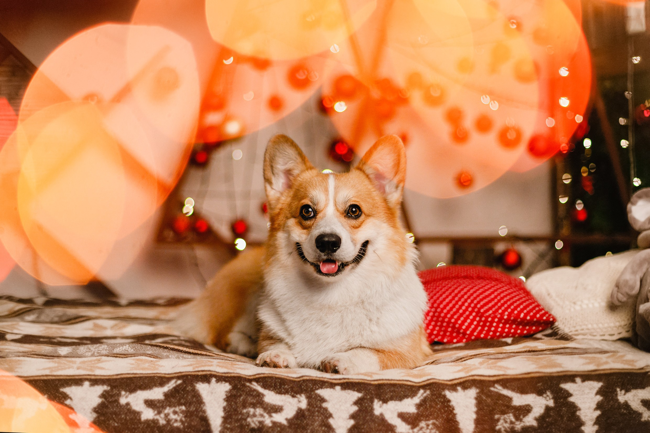 New Year corgis in studio. Kaja | fotograf we Wrocławiu | ludzie i psy