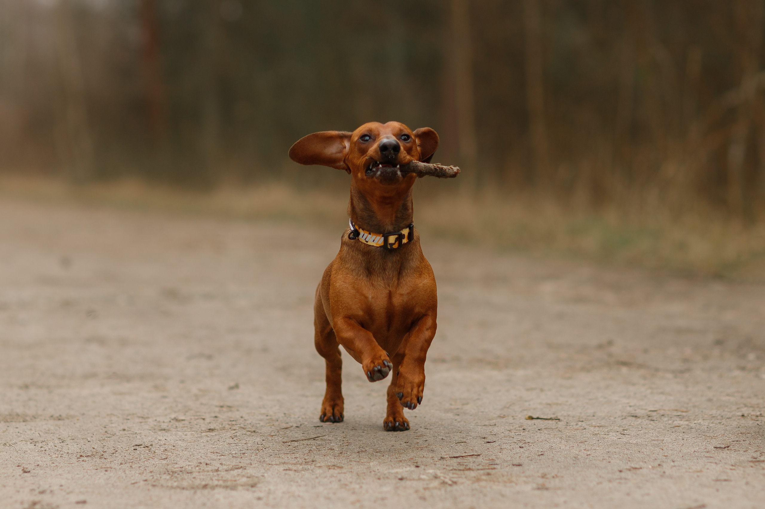 Ania, Franek & Vincent. Kaja | fotograf psów we Wrocławiu
