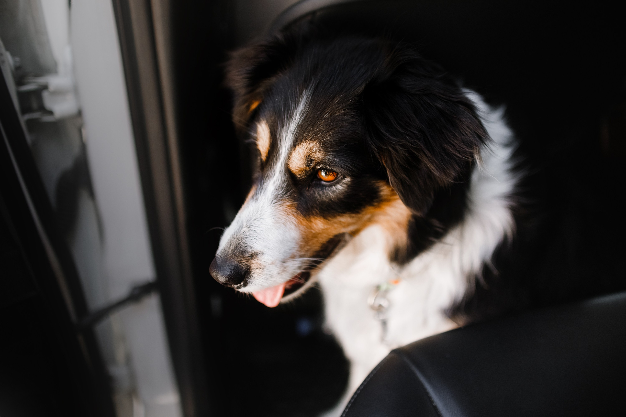 Dog trainer blog content. Kaja | fotograf we Wrocławiu | ludzie i psy