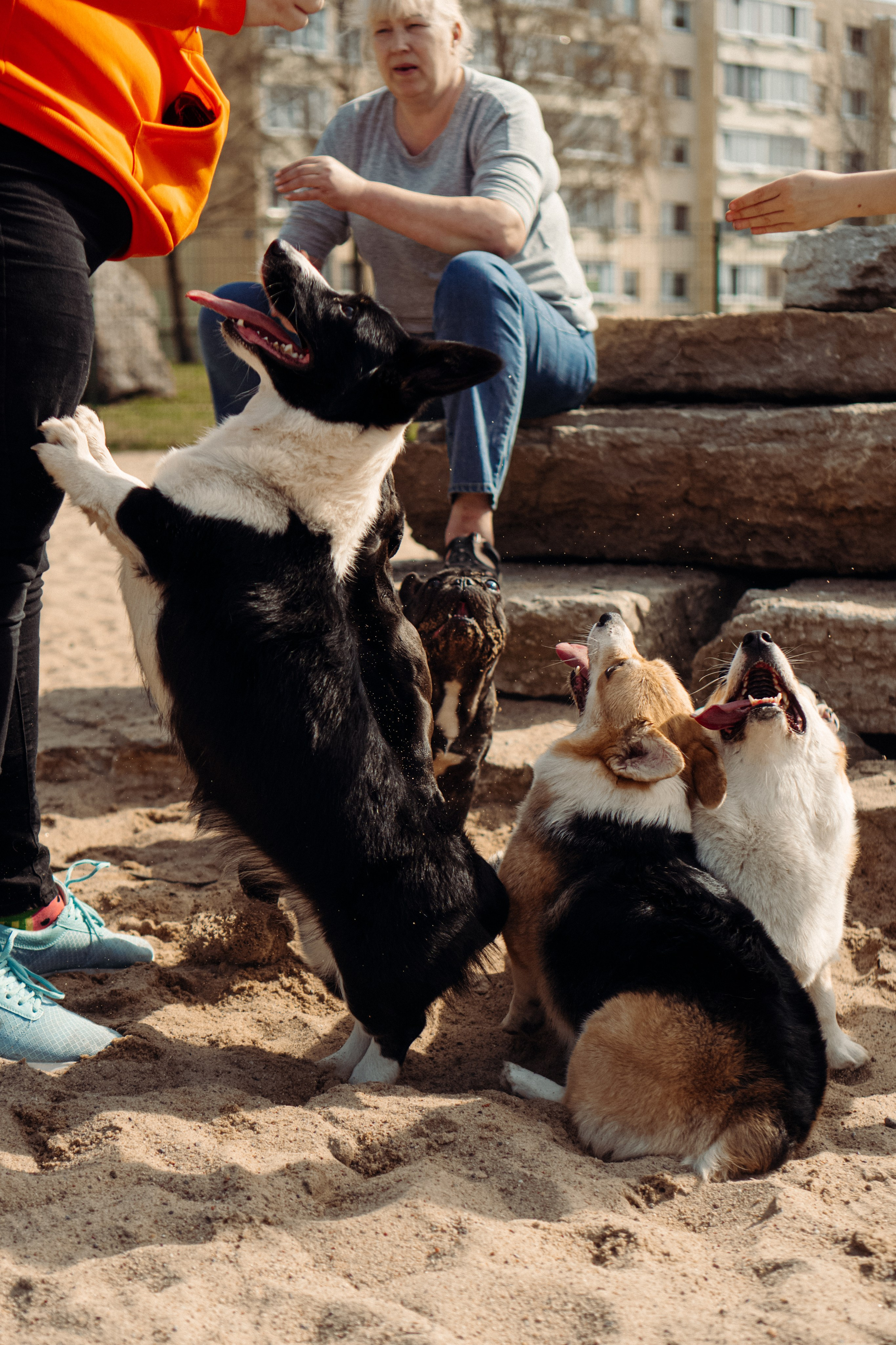 Corgi party, 18 apr. 2025. Kat Laisaar — Pet photographer in Tallinn