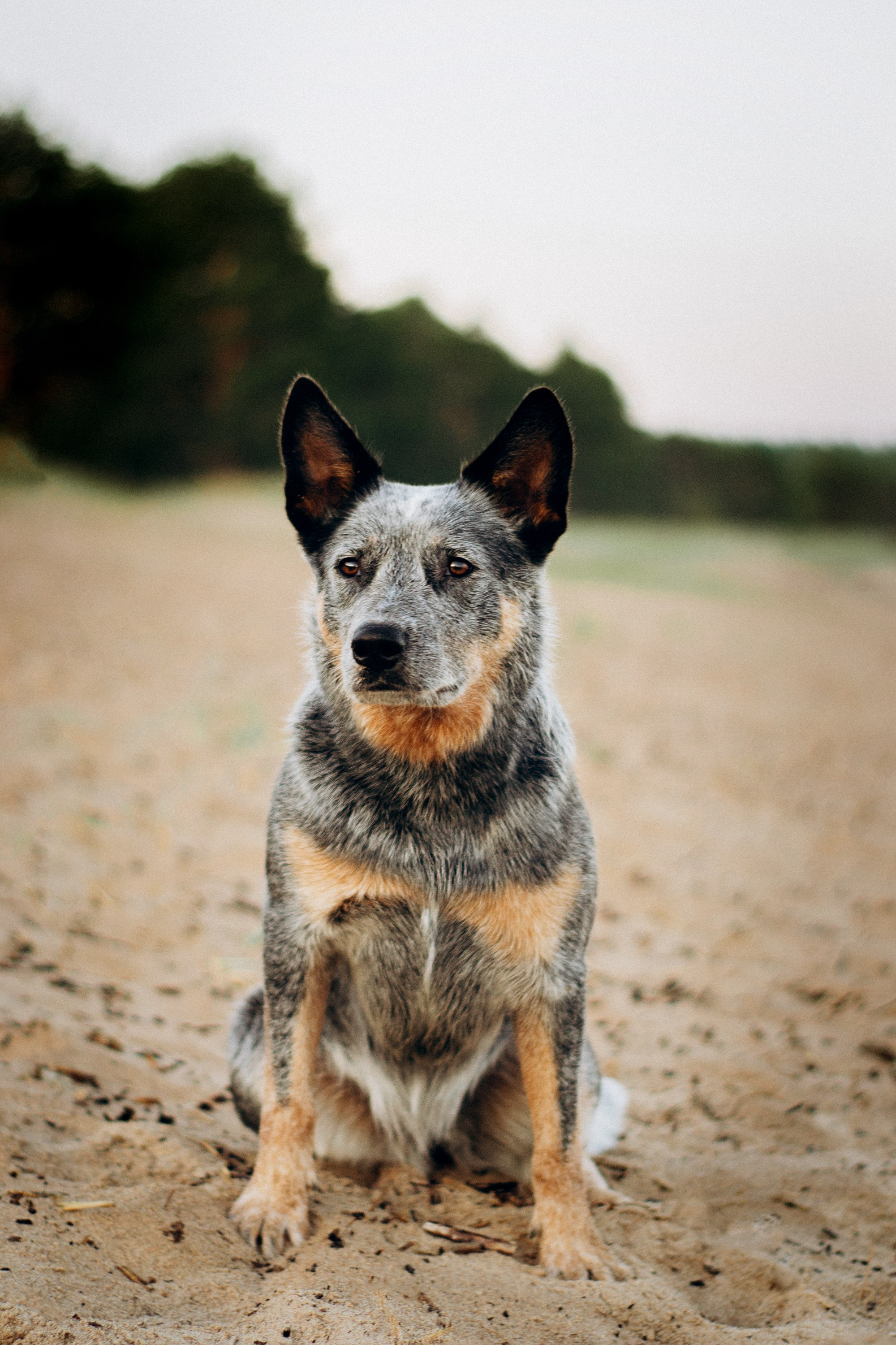 Dakota, Australian Cattle Dog. Kat Laisaar — Pet photographer in Tallinn