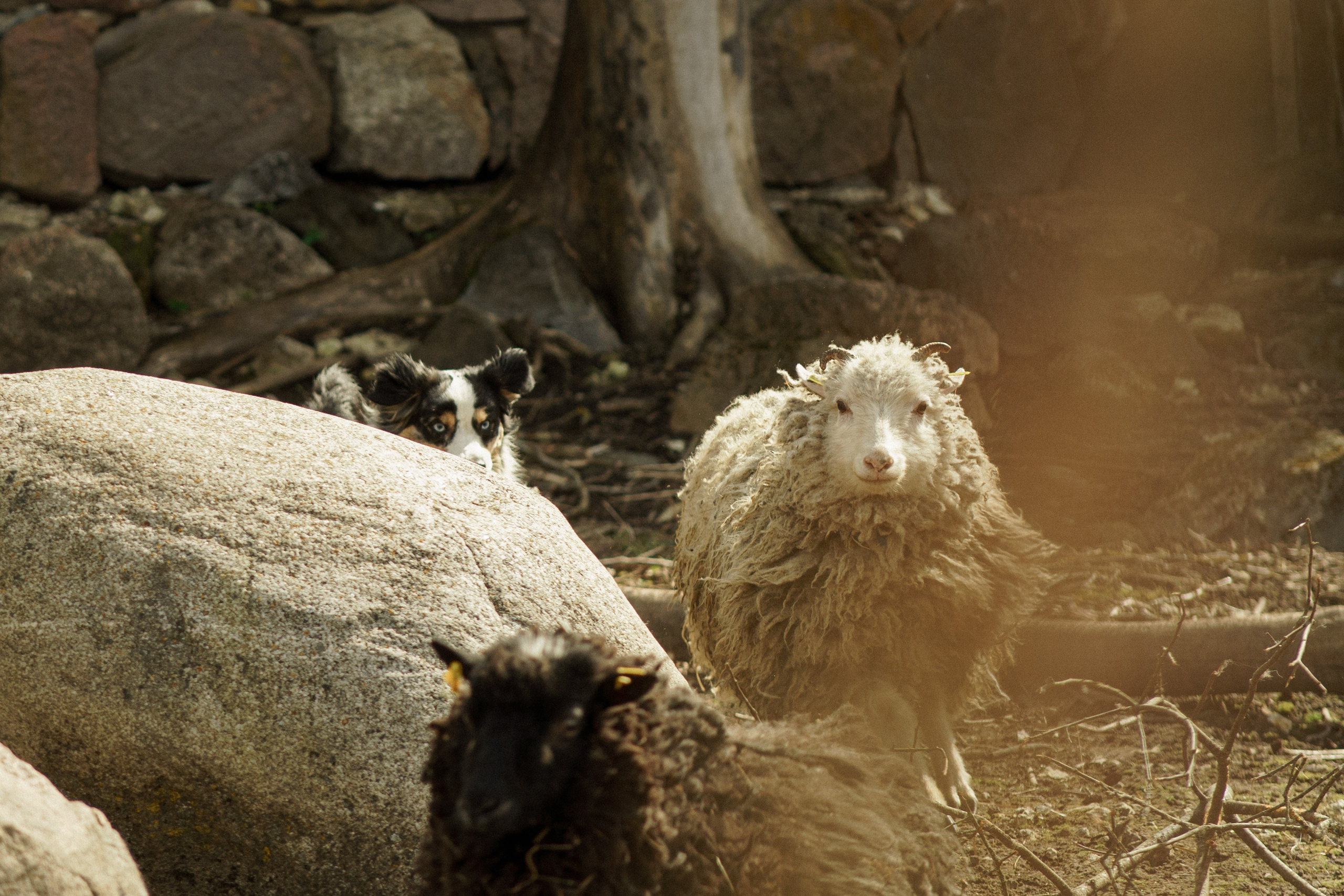 Herding Days, 26 apr. 2025. Kat Laisaar — Pet photographer in Tallinn