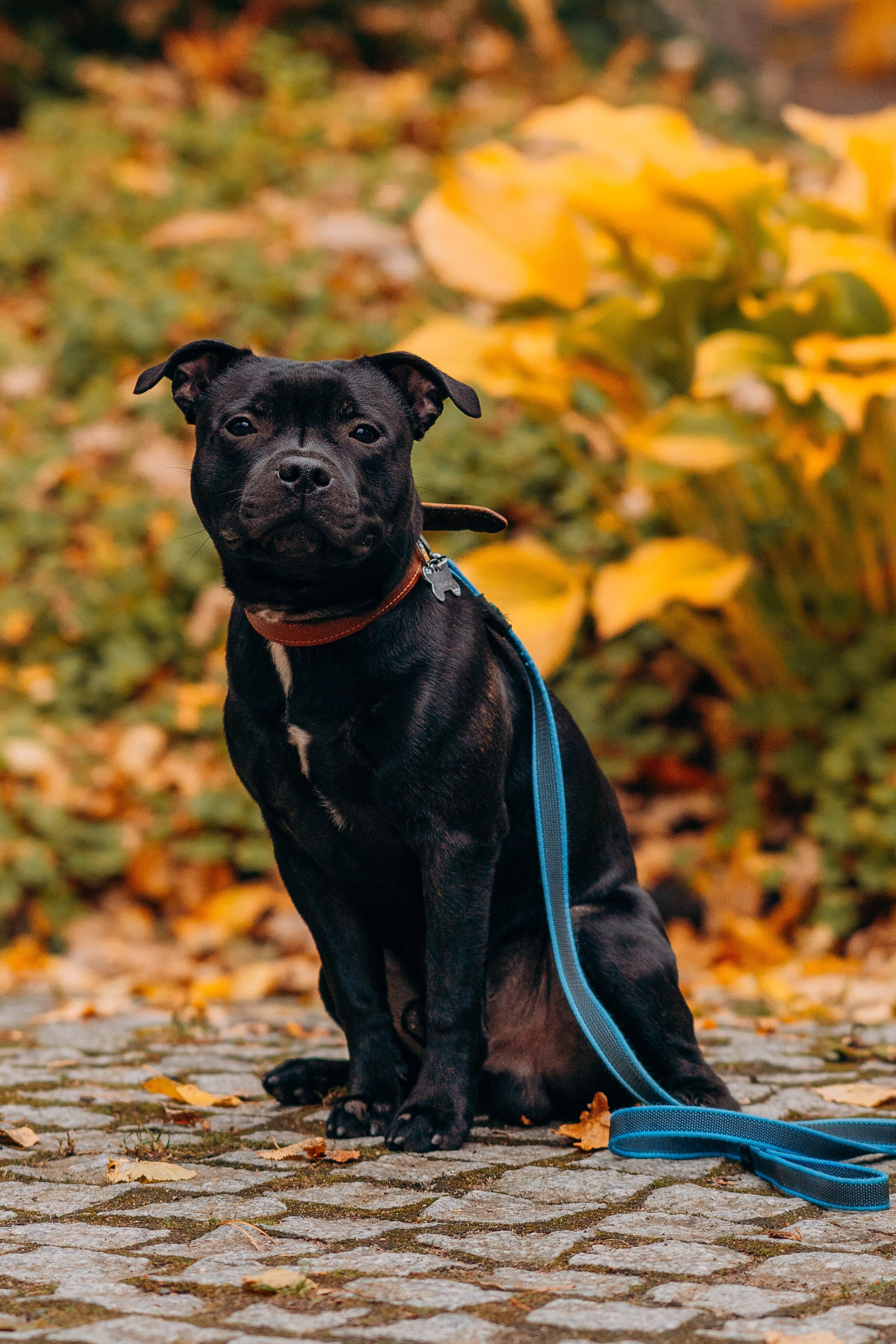 Staffordshire Bull Terriers Meetup. Kat Laisaar — Pet photographer in Tallinn