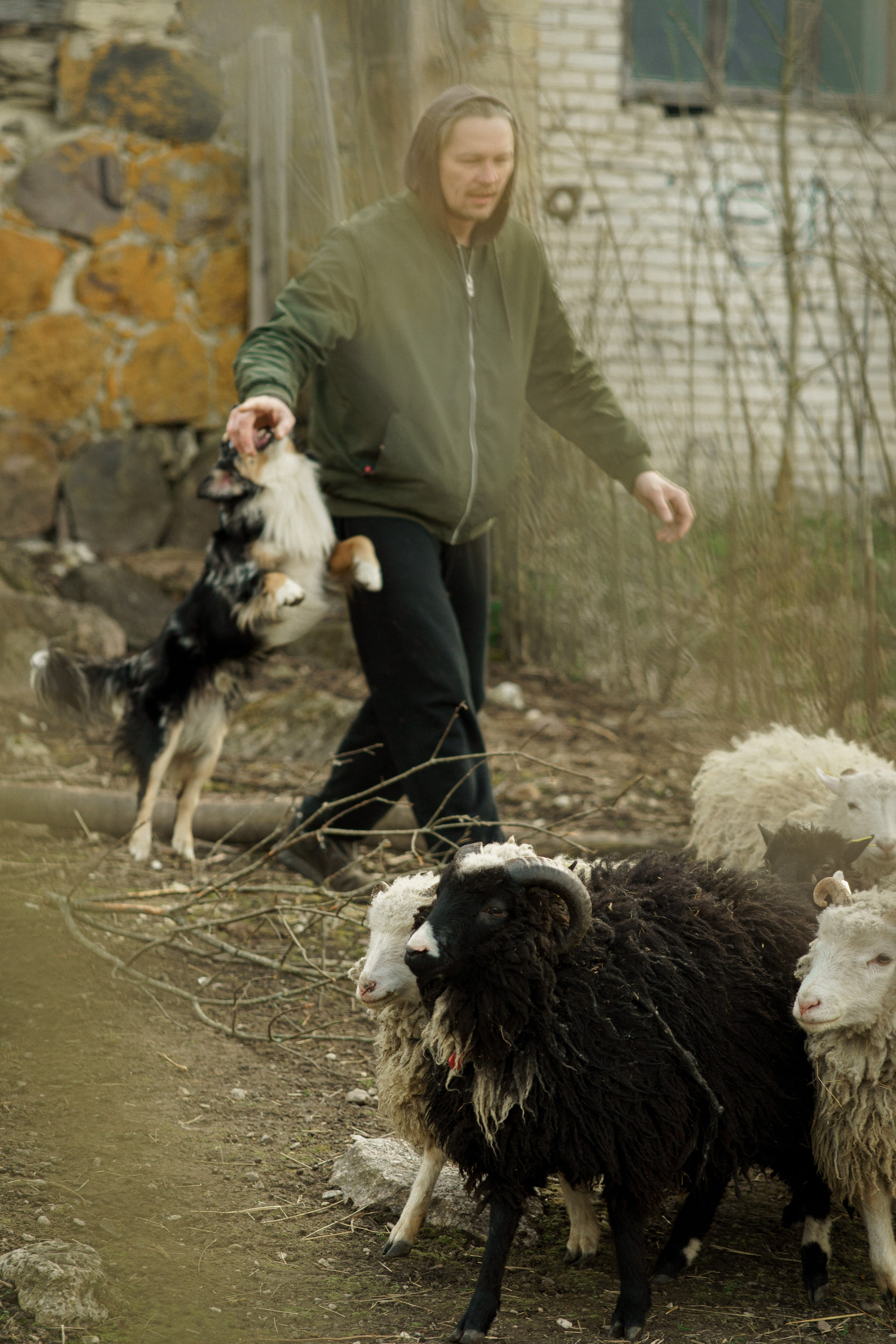 Herding Days, 26 apr. 2025. Kat Laisaar — Pet photographer in Tallinn