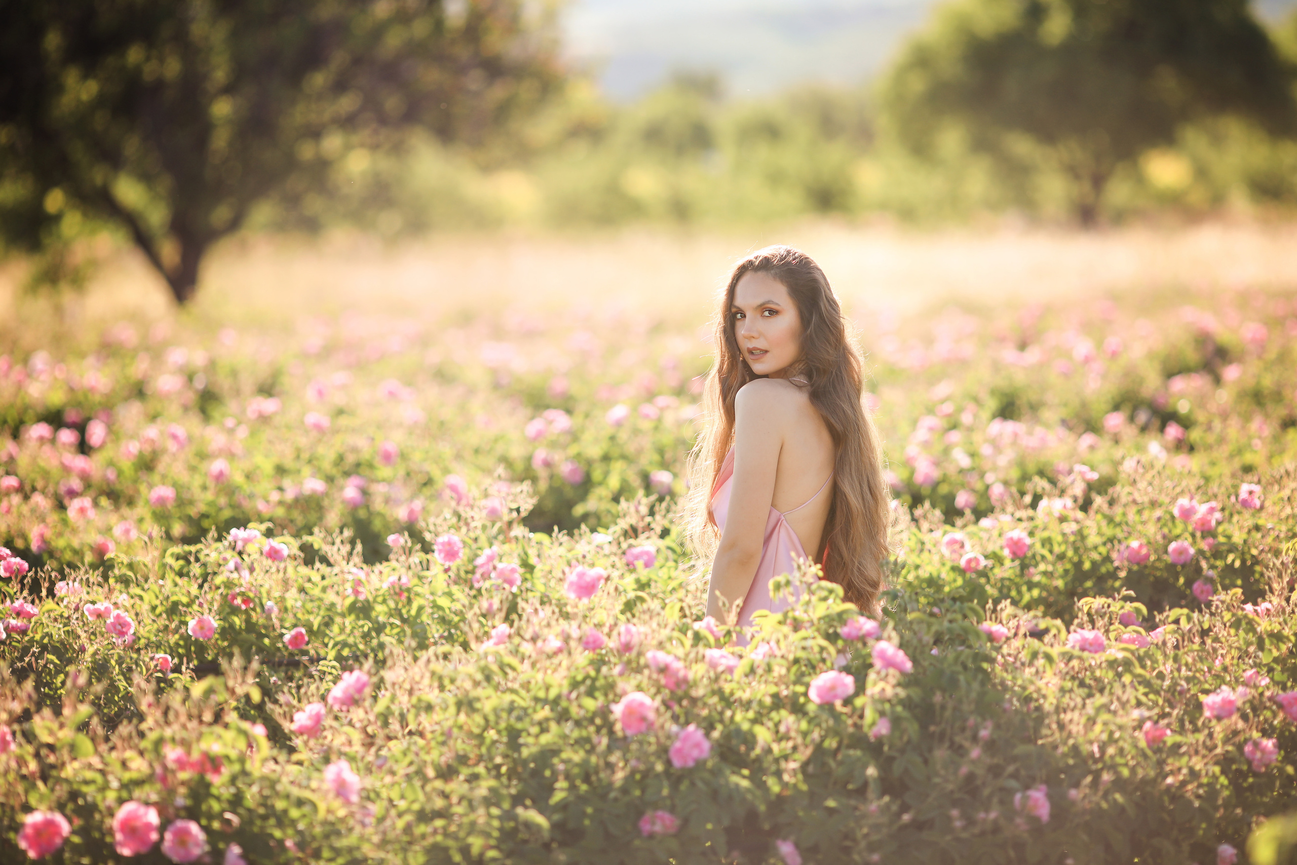 Rose fields. Photographer in Turkey, Antalya, Kemer, Belek, Side, Kas, Fethiye
