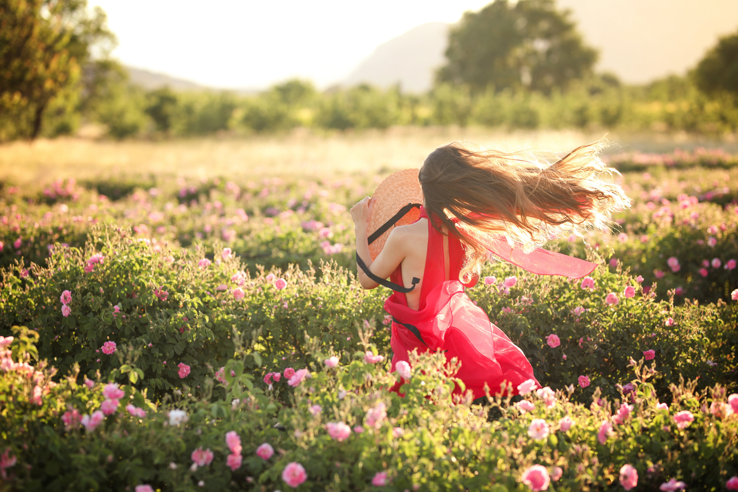 Rose fields. Photographer in Turkey, Antalya, Kemer, Belek, Side, Kas, Fethiye