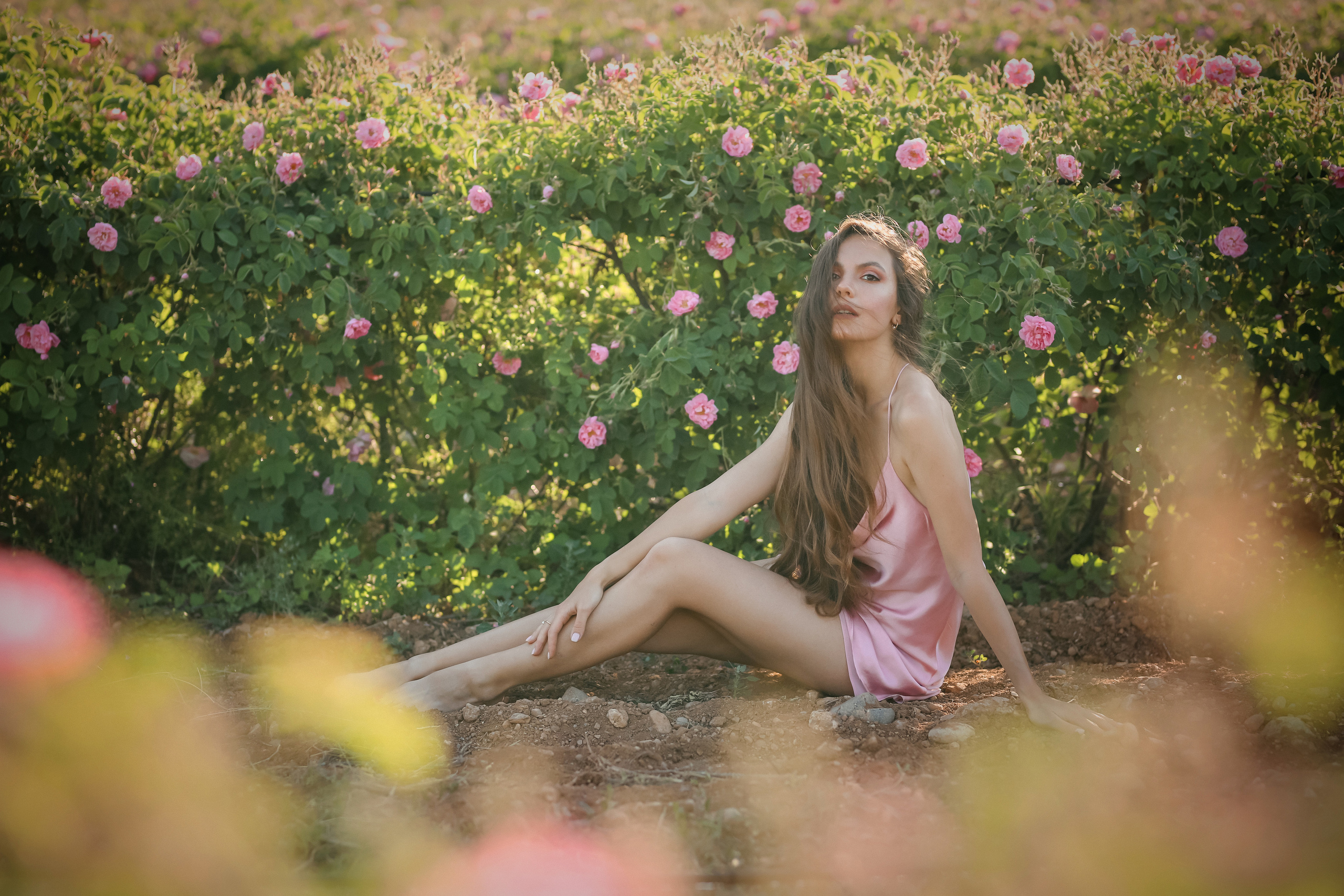 Rose fields. Photographer in Turkey, Antalya, Kemer, Belek, Side, Kas, Fethiye