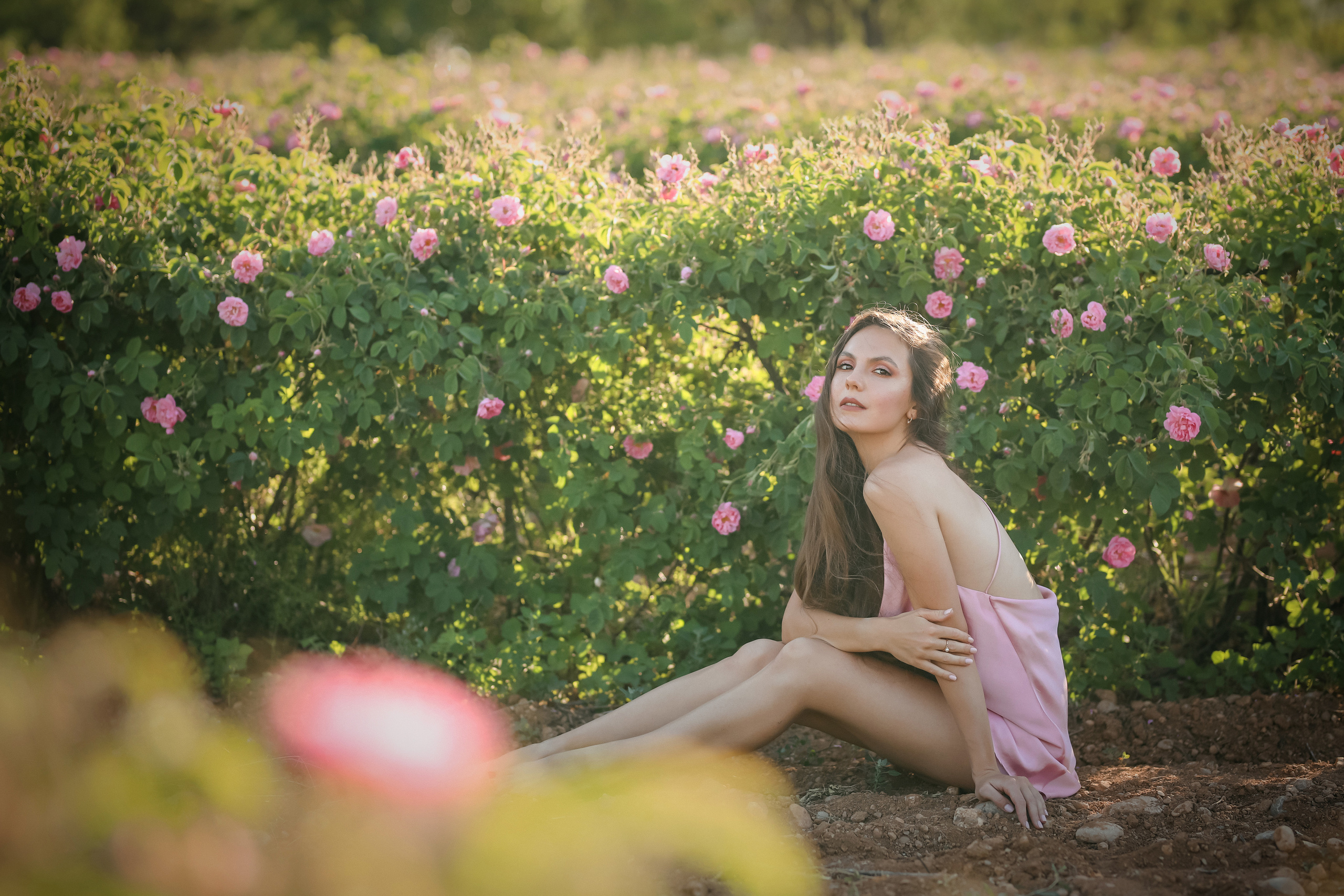 Rose fields. Photographer in Turkey, Antalya, Kemer, Belek, Side, Kas, Fethiye