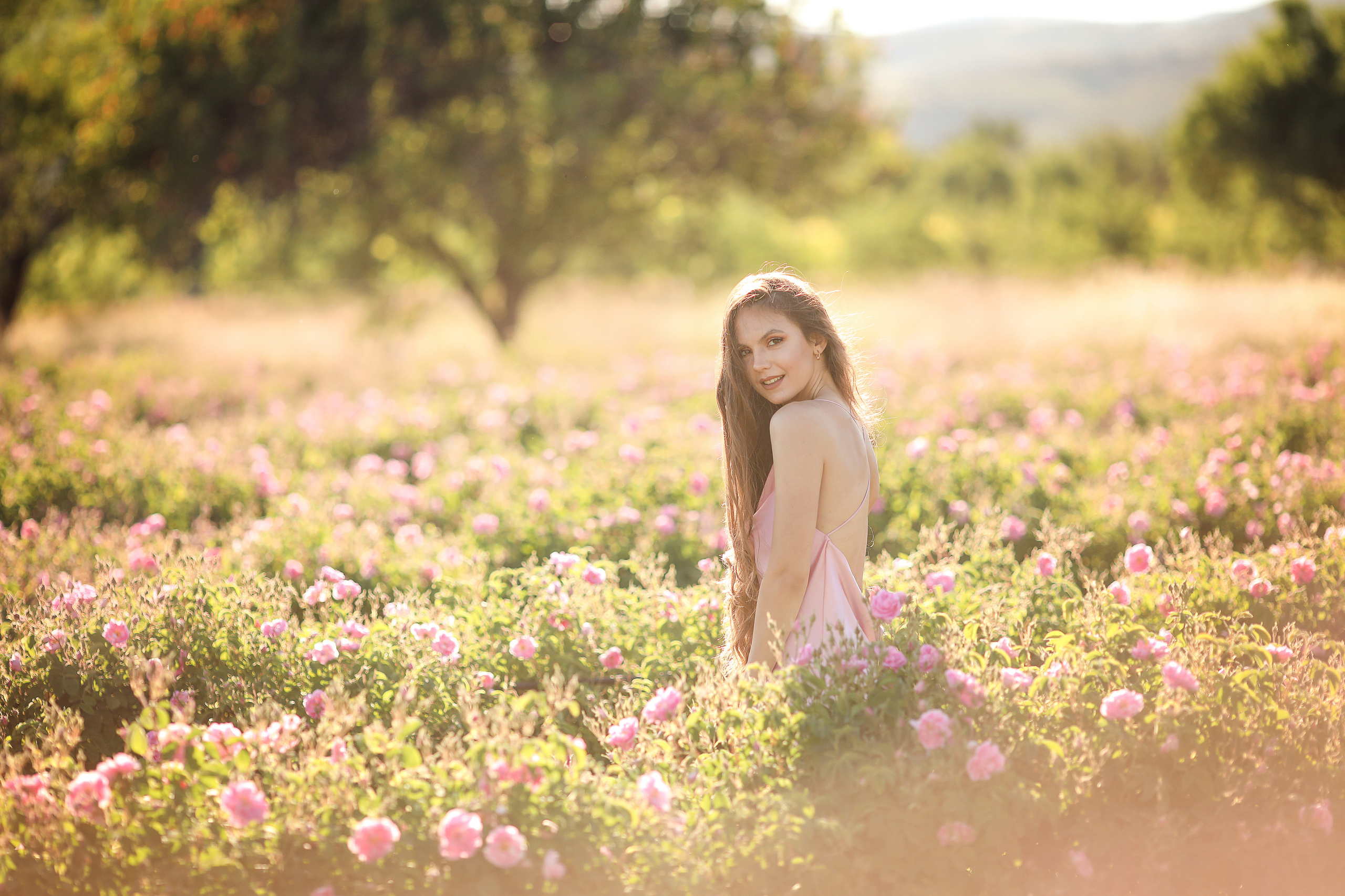 Rose fields. Photographer in Turkey, Antalya, Kemer, Belek, Side, Kas, Fethiye