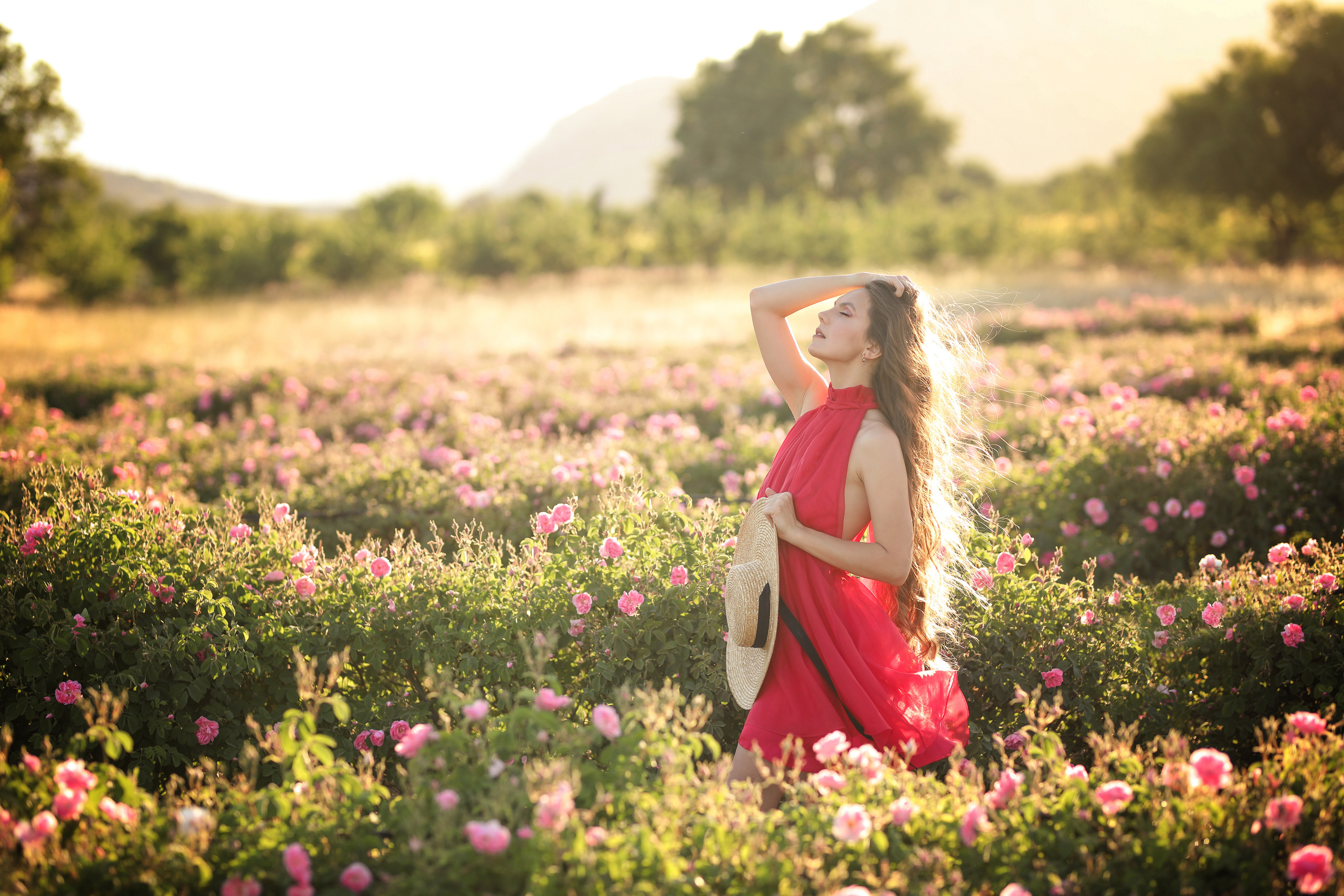 Rose fields. Photographer in Turkey, Antalya, Kemer, Belek, Side, Kas, Fethiye