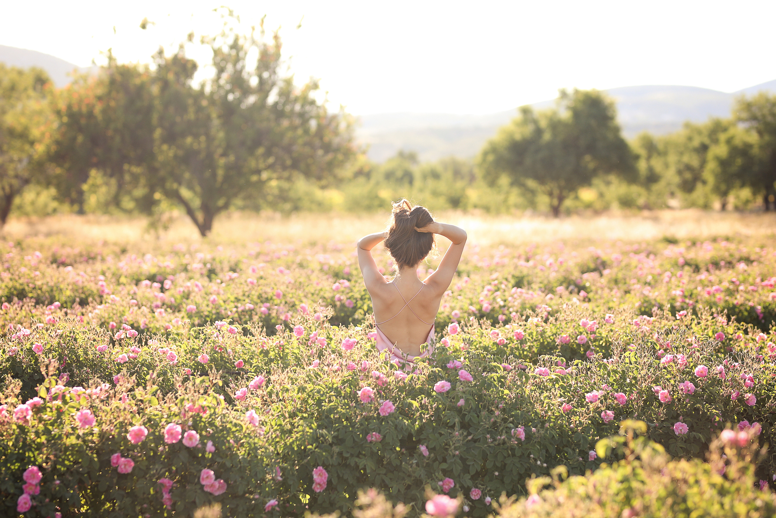 Rose fields. Photographer in Turkey, Antalya, Kemer, Belek, Side, Kas, Fethiye