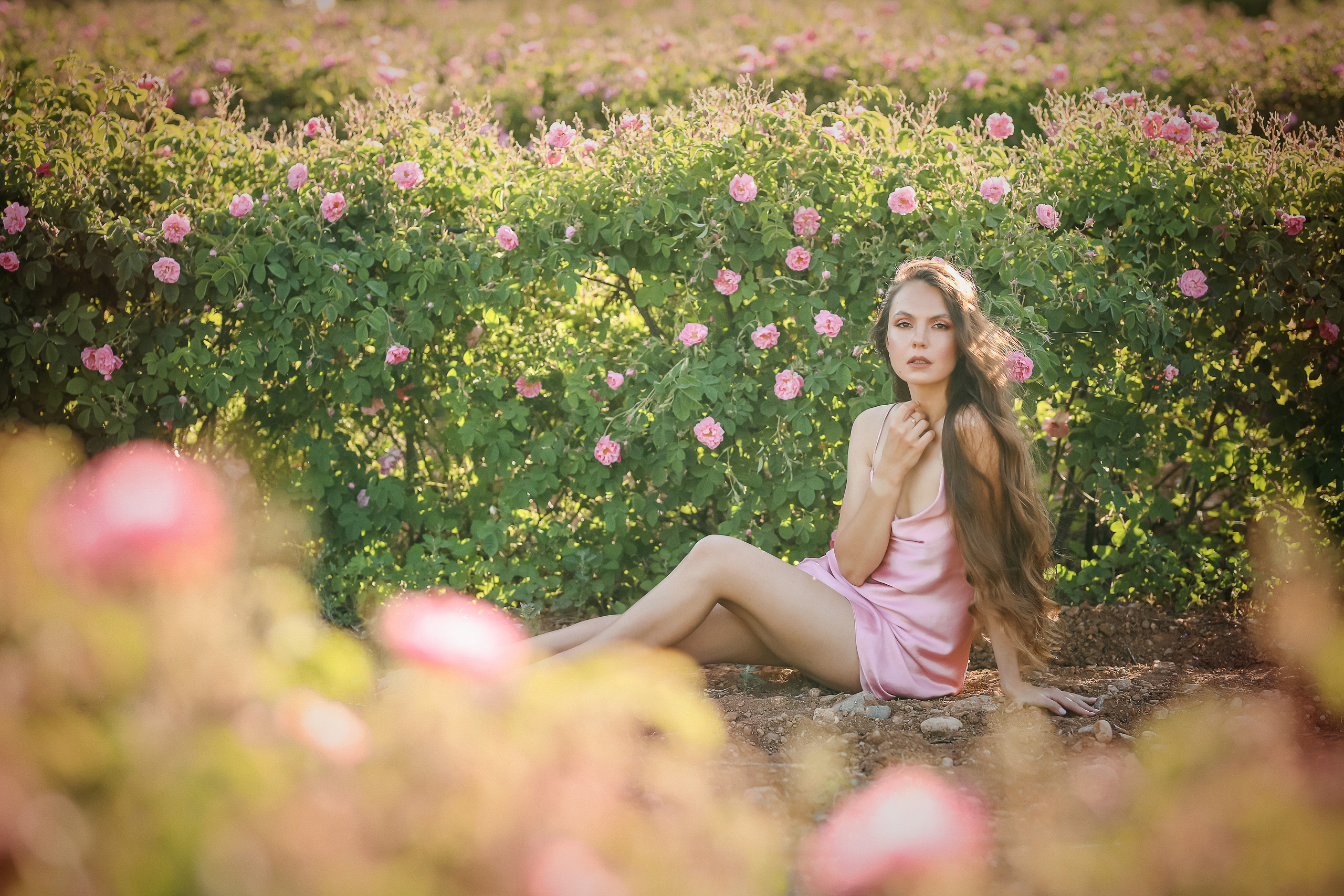 Rose fields. Photographer in Turkey, Antalya, Kemer, Belek, Side, Kas, Fethiye