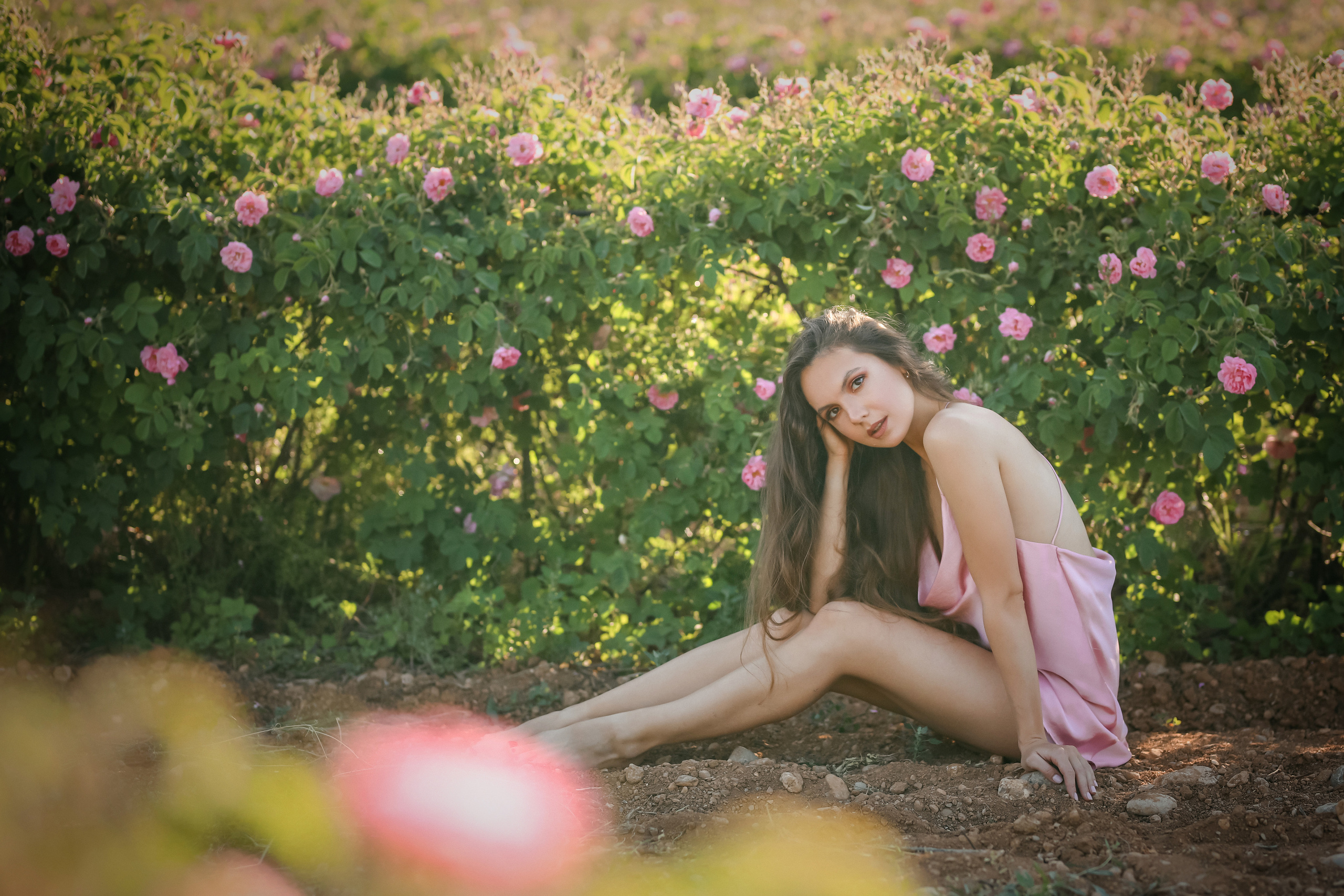 Rose fields. Photographer in Turkey, Antalya, Kemer, Belek, Side, Kas, Fethiye