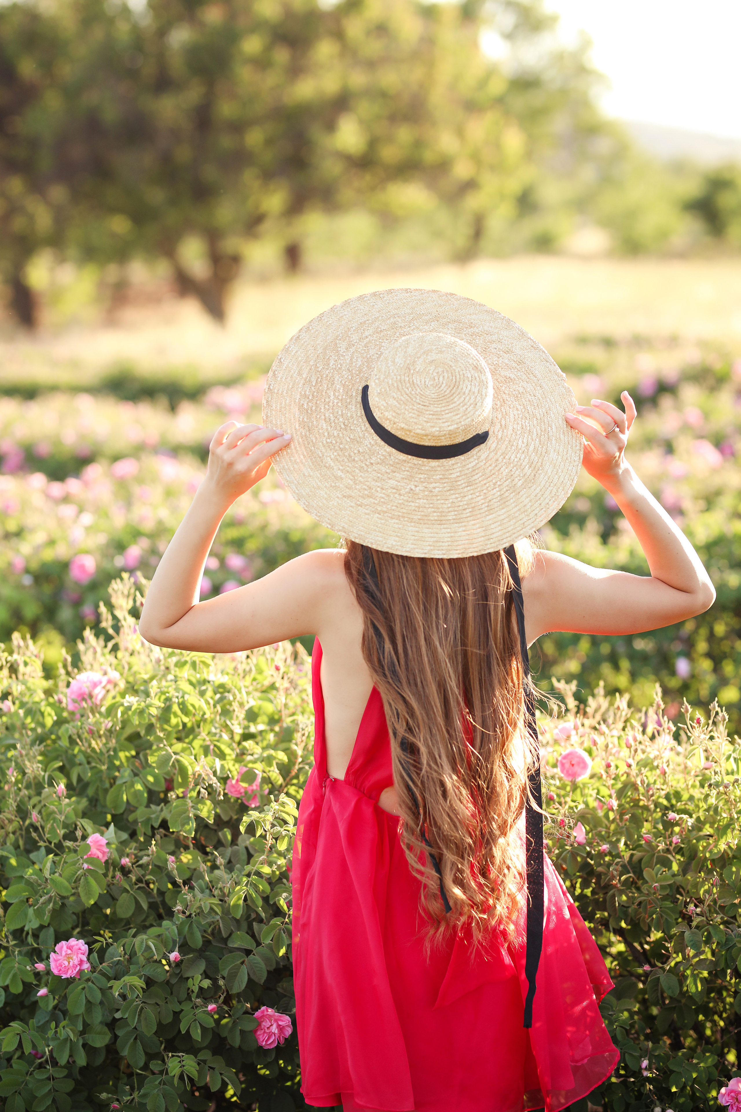 Rose fields. Photographer in Turkey, Antalya, Kemer, Belek, Side, Kas, Fethiye
