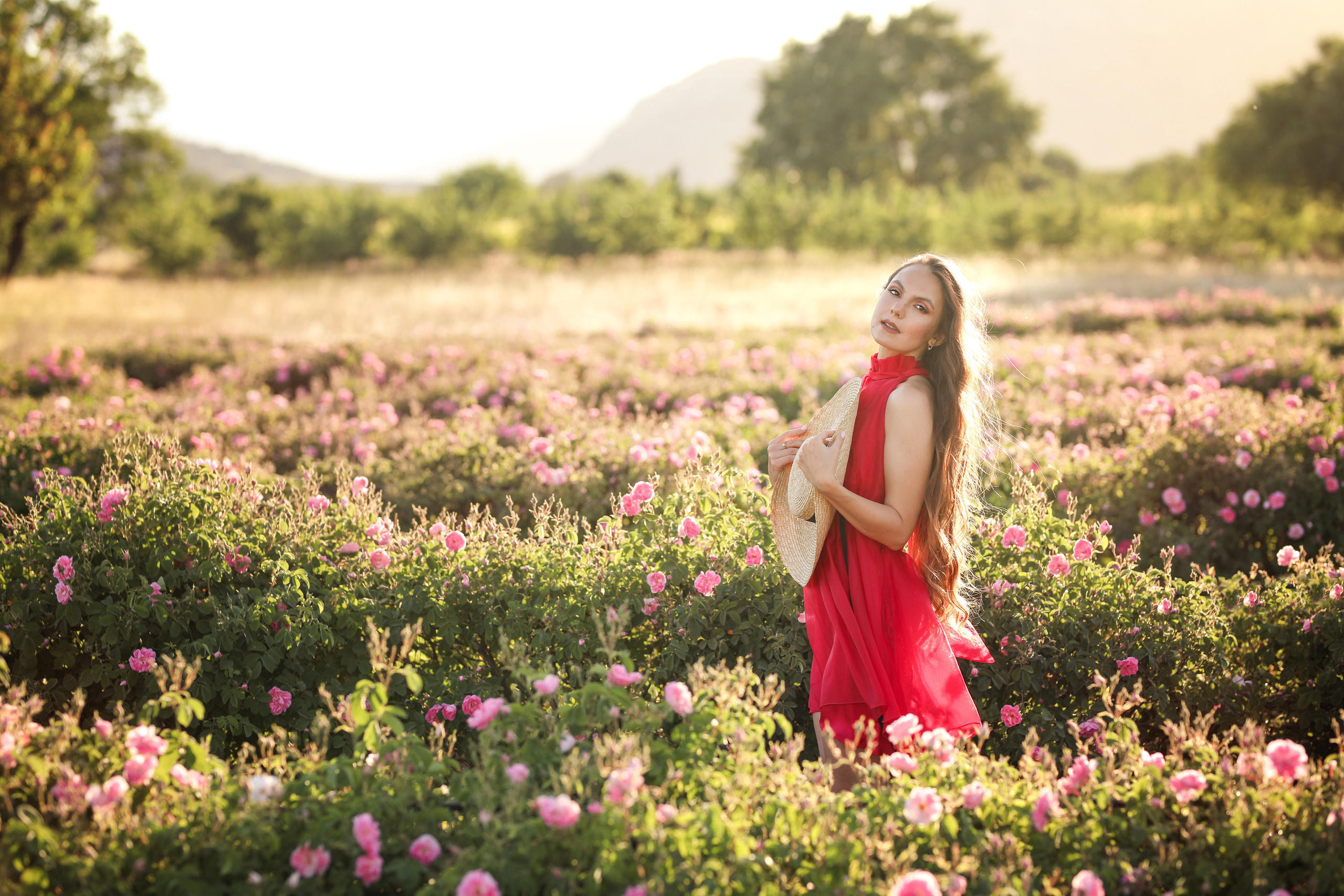Rose fields. Photographer in Turkey, Antalya, Kemer, Belek, Side, Kas, Fethiye