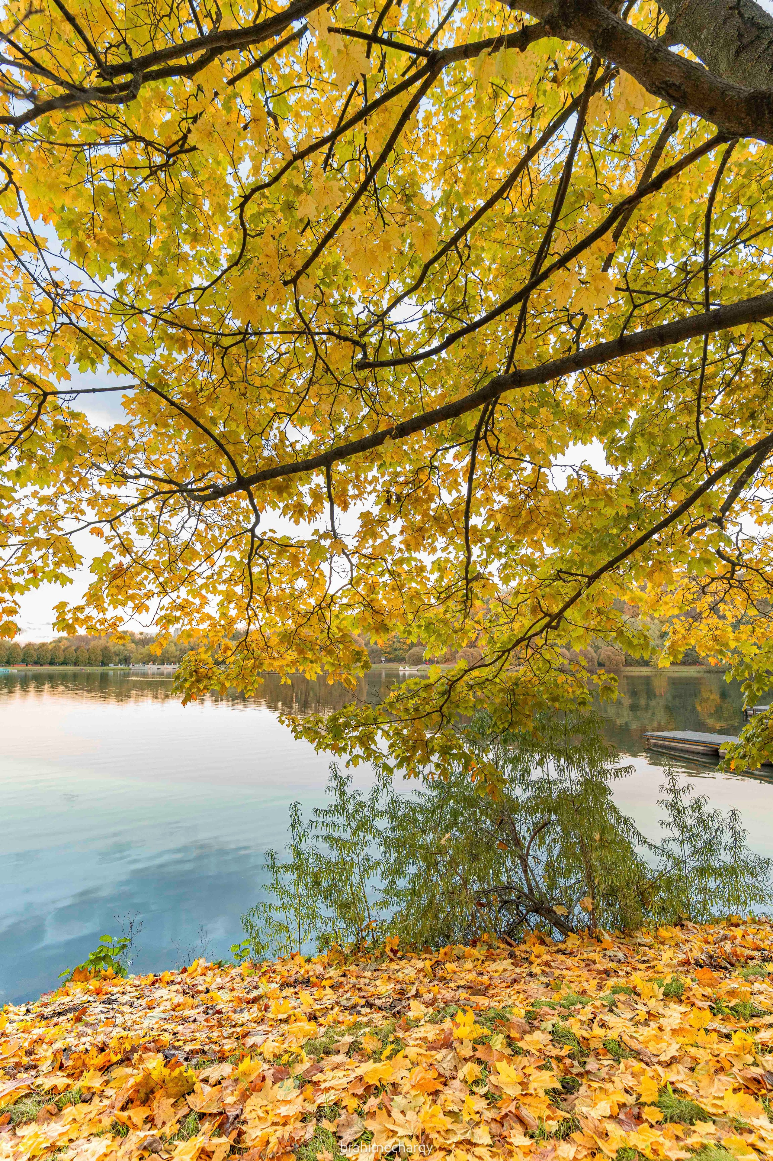 Фото. Брахим — фотограф