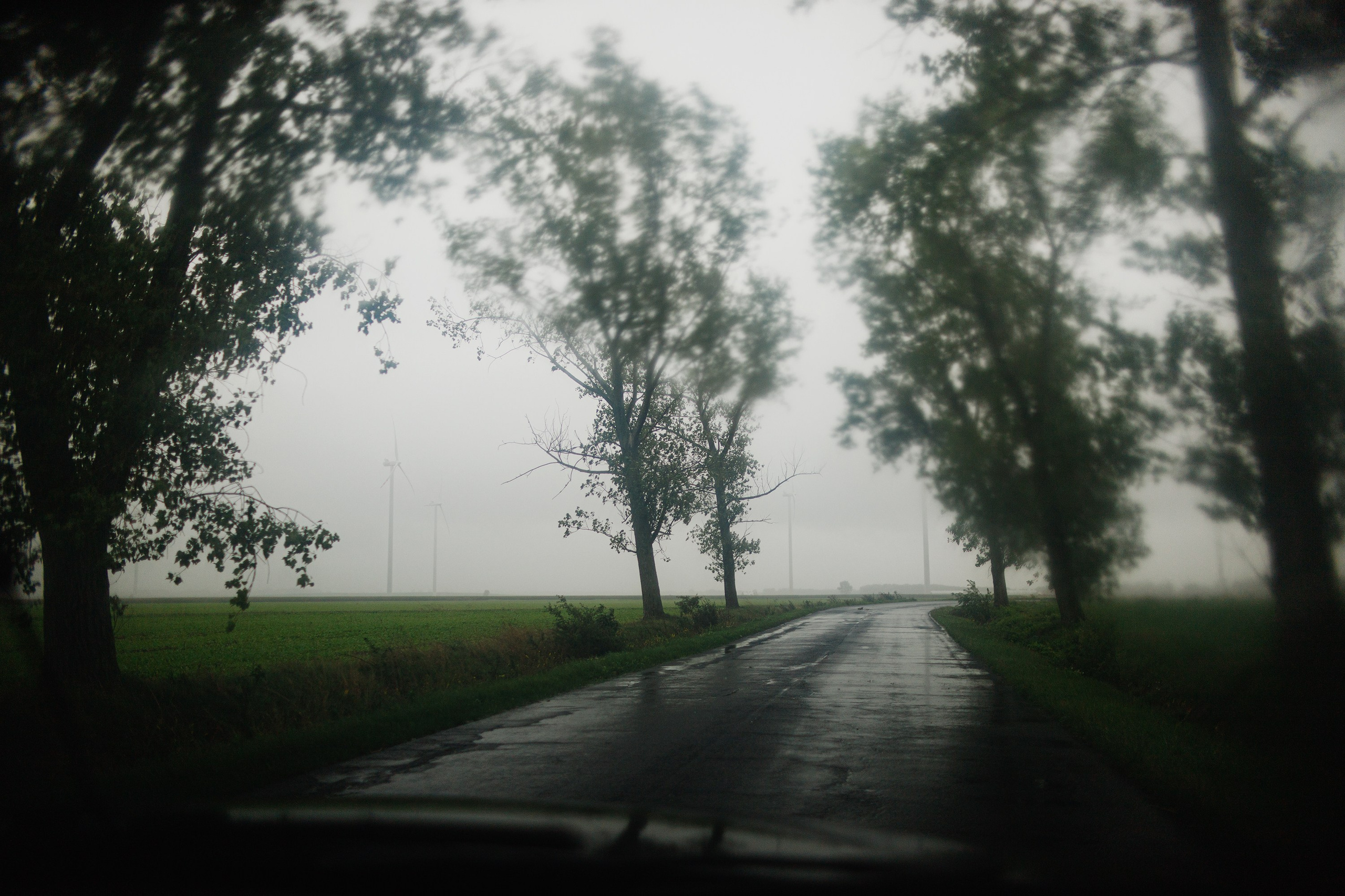 Zamek Grodziec. Kaja | fotograf psów we Wrocławiu