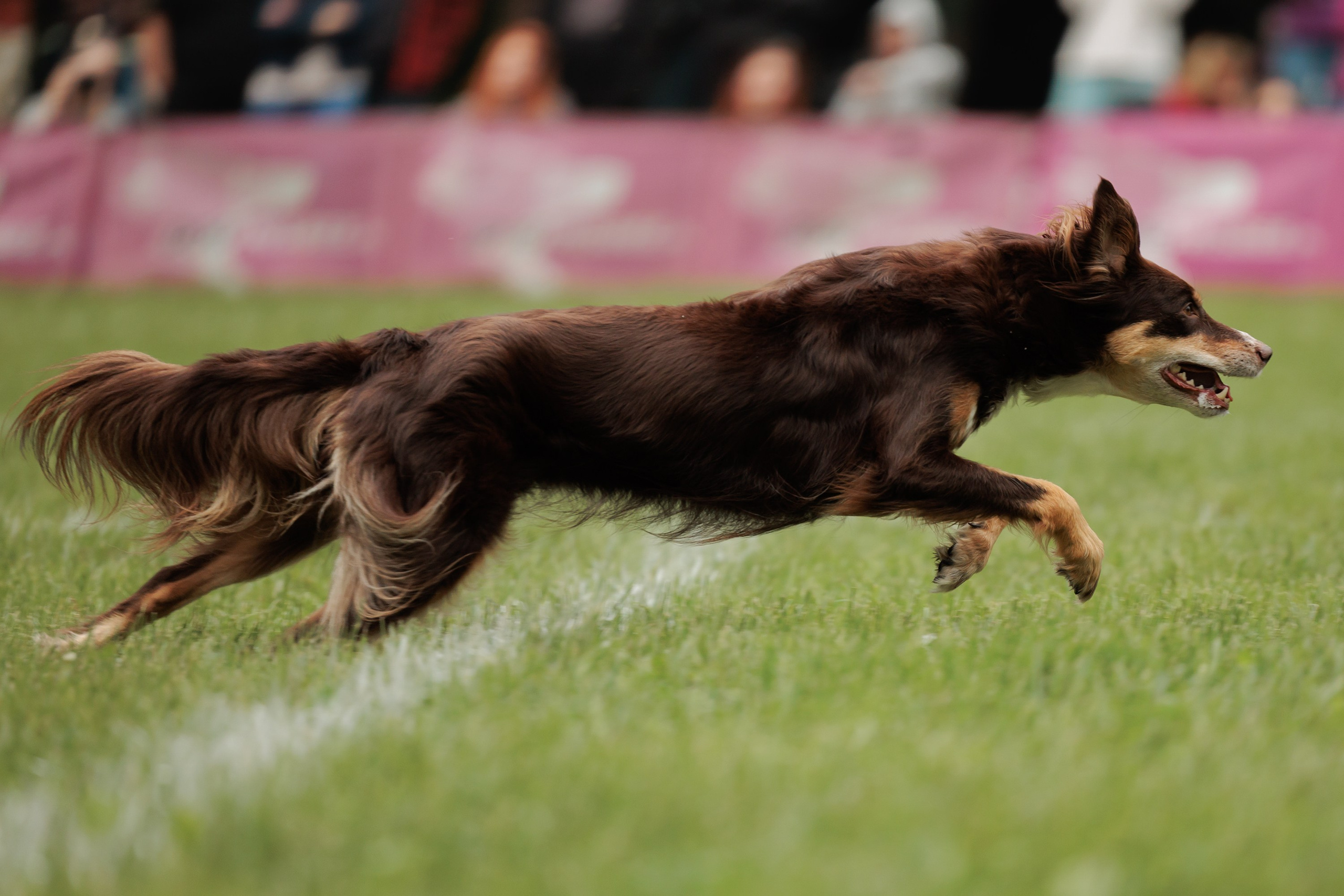 Latające psy, Wrocław'25. Kaja | fotograf psów we Wrocławiu