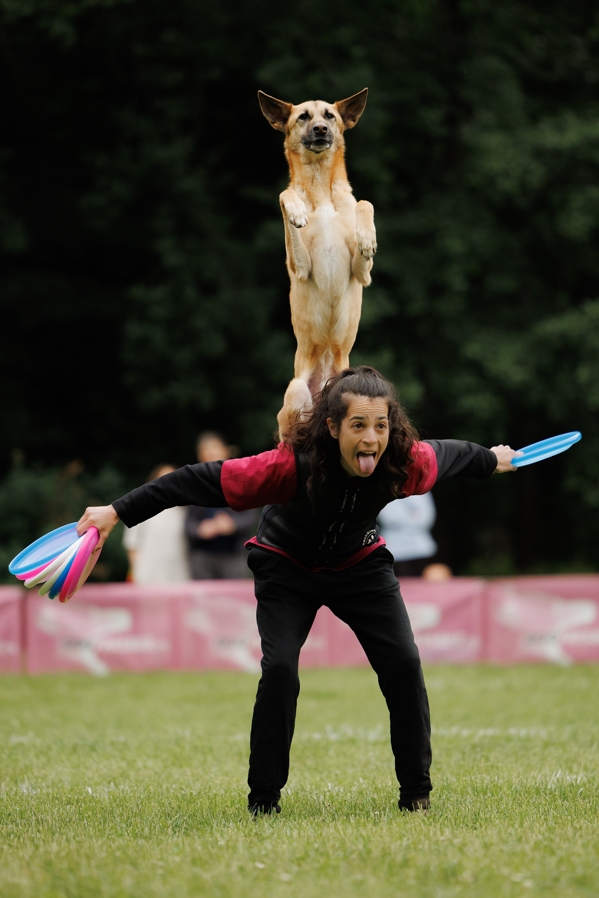 Latające psy, Wrocław'25. Kaja | fotograf psów we Wrocławiu