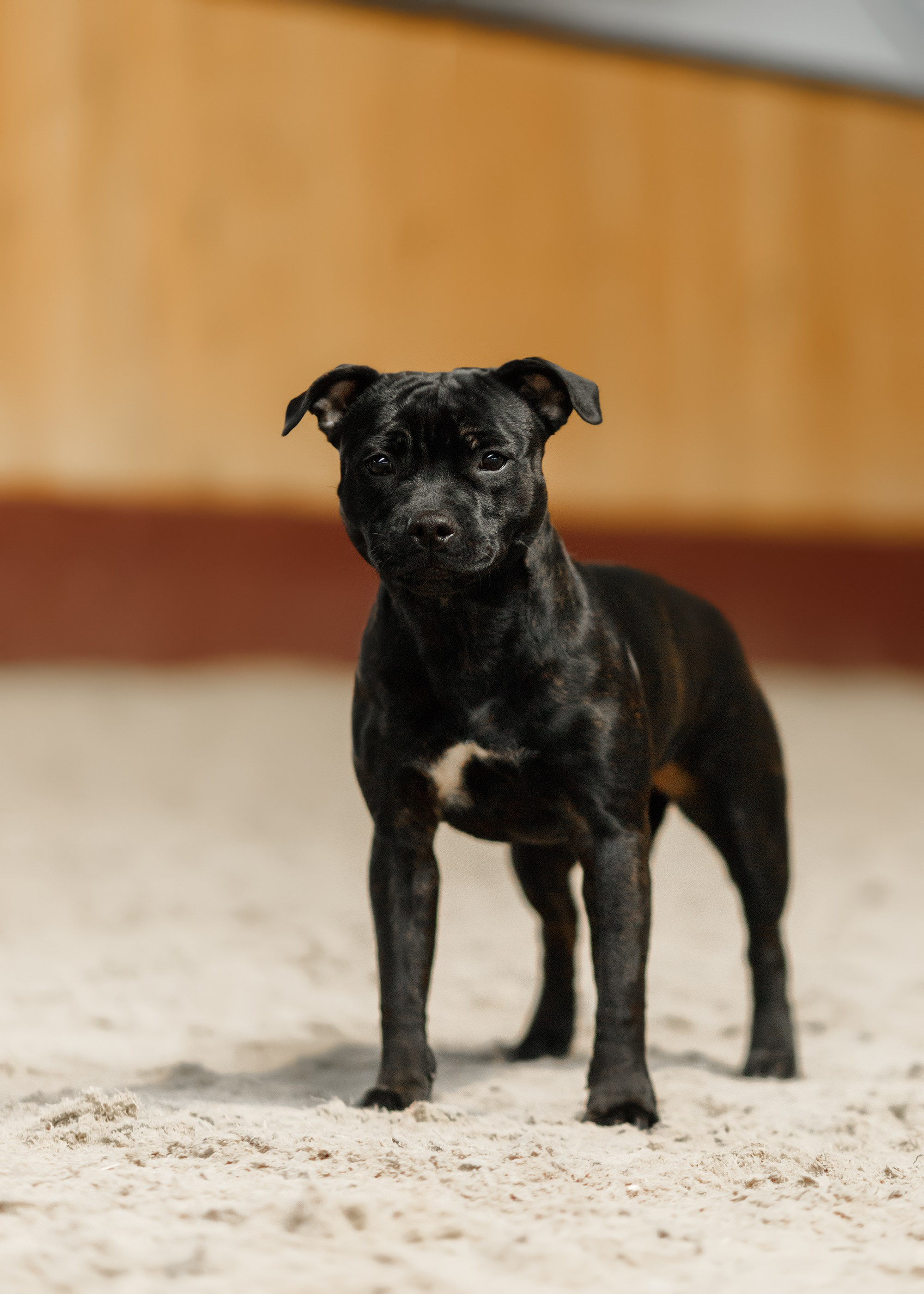 Dog shows | the best ones. Kaja | fotograf psów we Wrocławiu