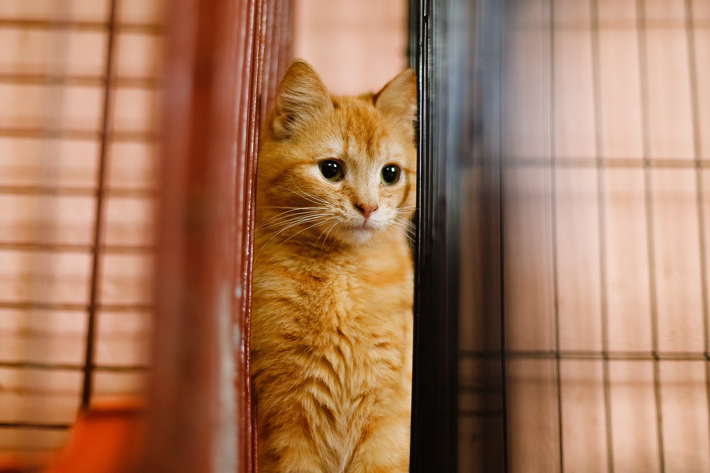 Shelter's cats for adoption. Kaja | fotograf we Wrocławiu | ludzie i psy