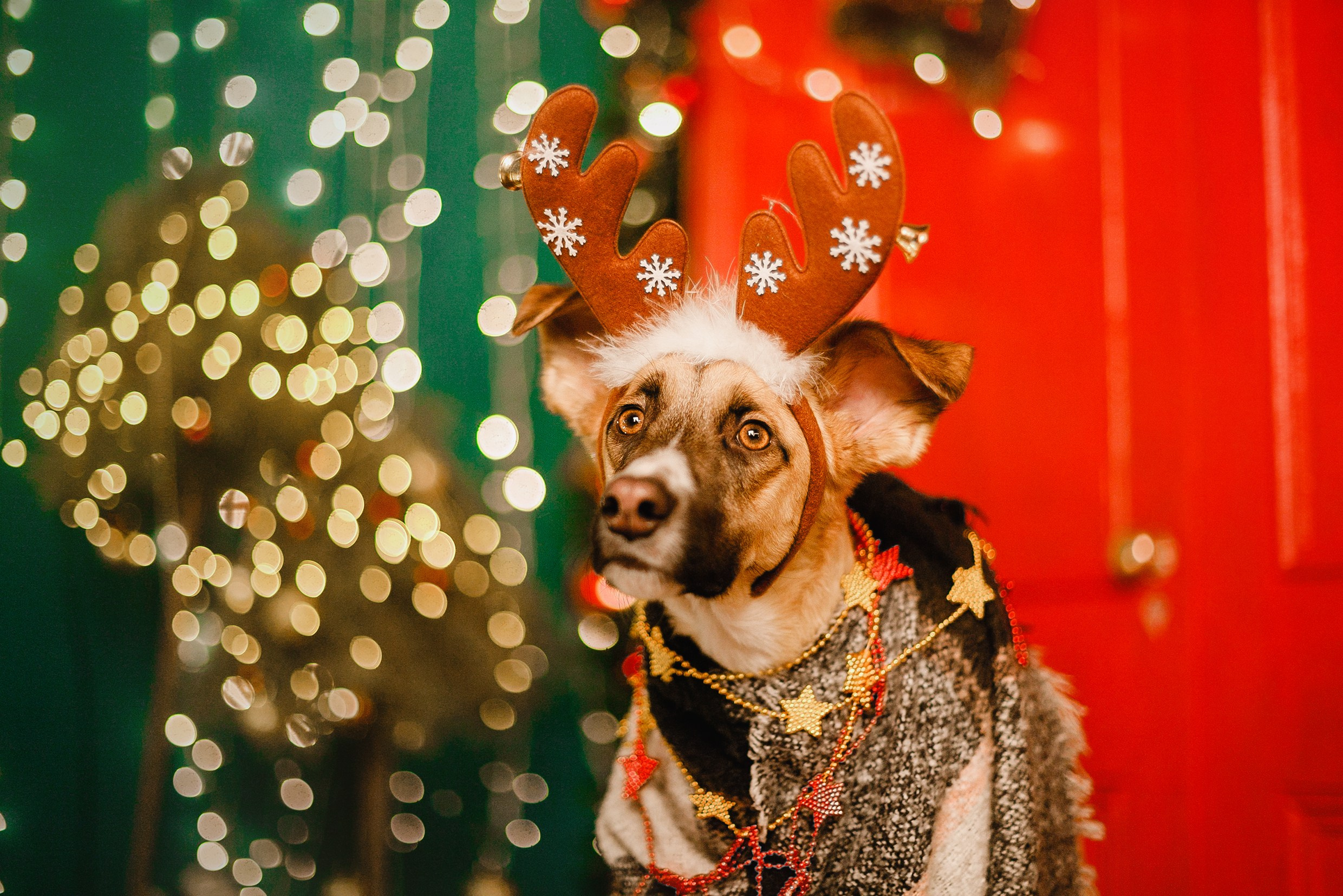 Lana, Edgar and Mucha | new year studio. Kaja | fotograf psów we Wrocławiu
