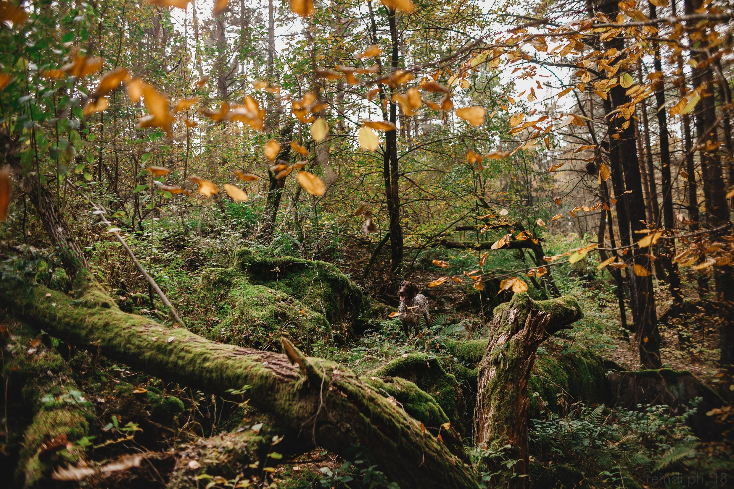 «Kasmach» dogs ammunition. Kaja | fotograf we Wrocławiu | ludzie i psy