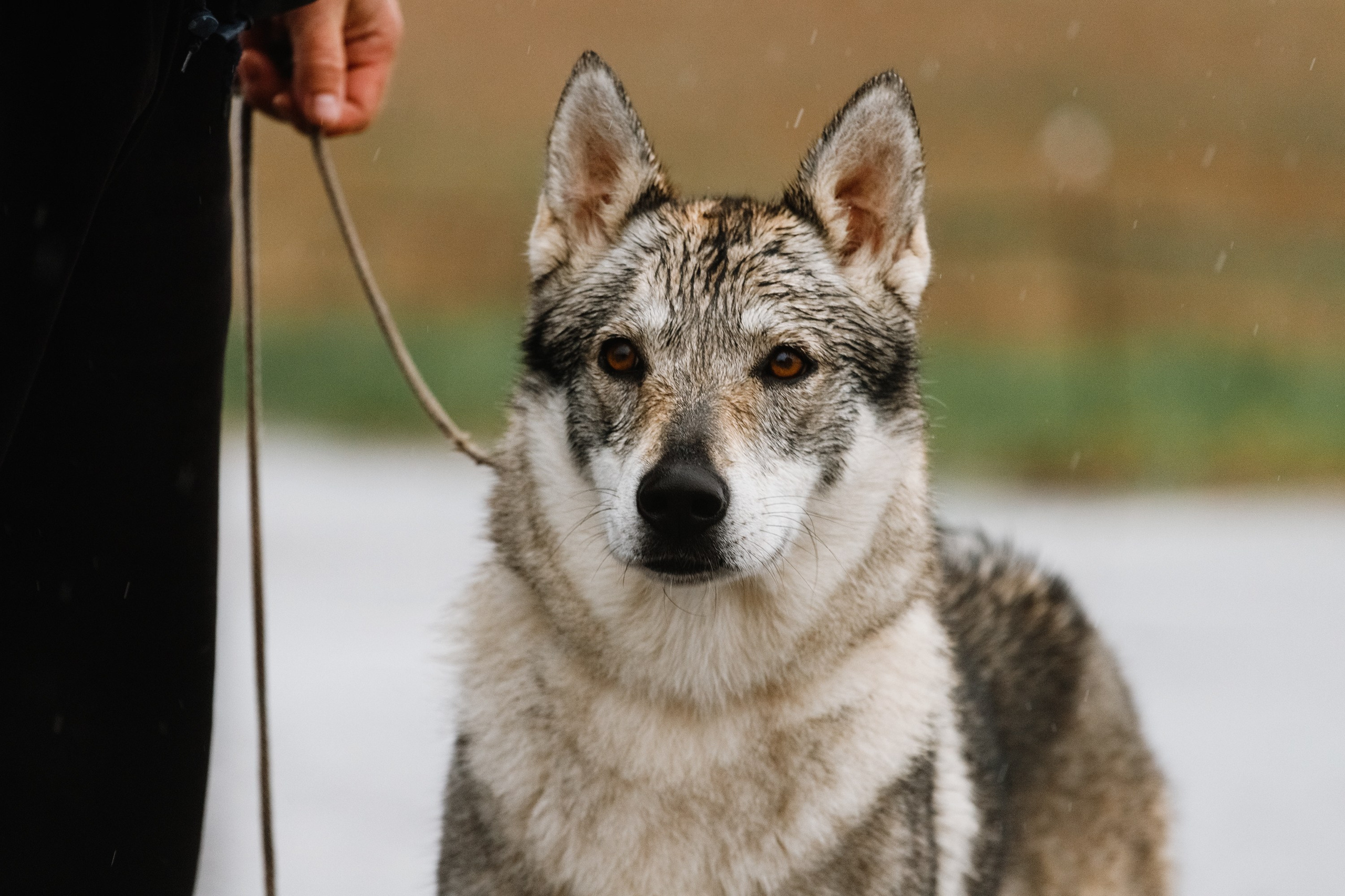 Rainy dog show in Grodno. Kaja | fotograf we Wrocławiu | ludzie i psy