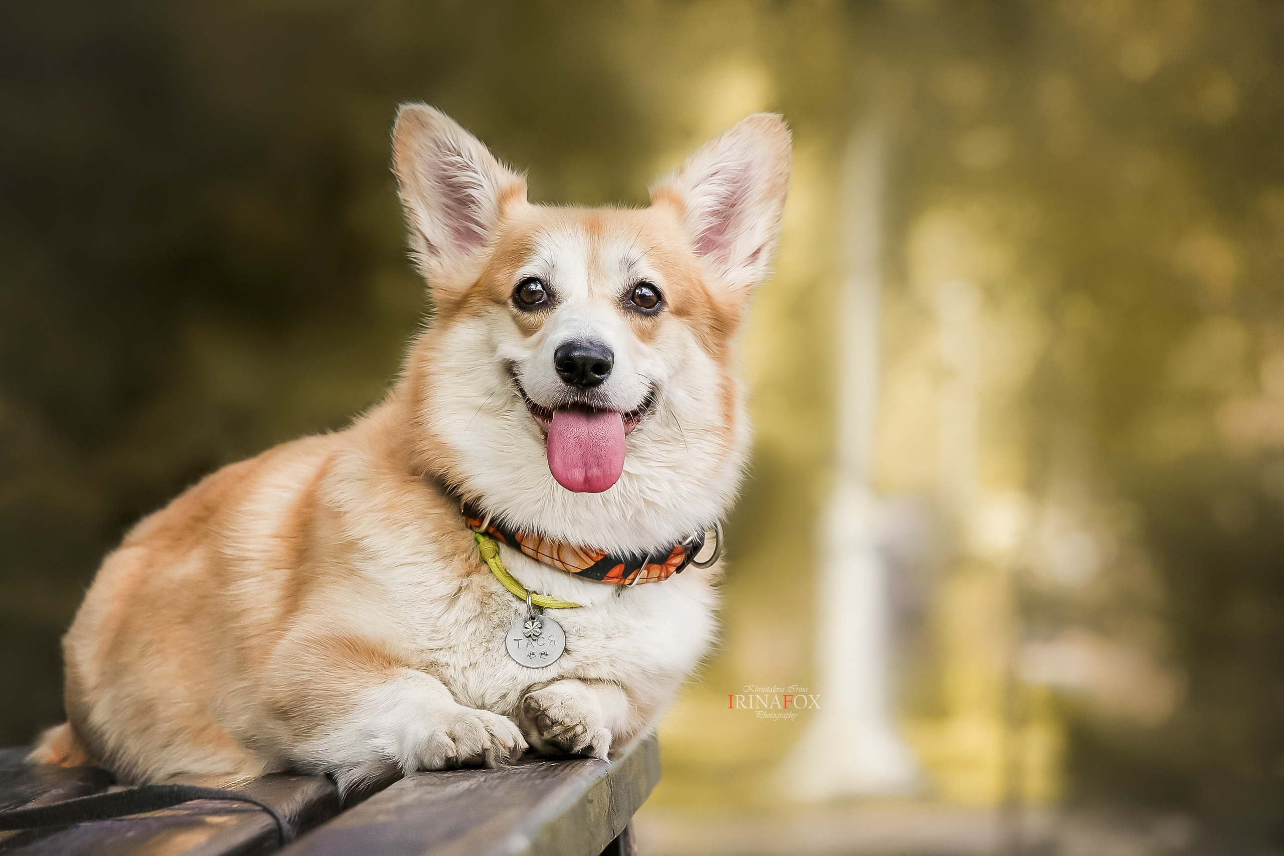 Порт анімал общ. Репортажний фотограф/анімаліст КИЇВ