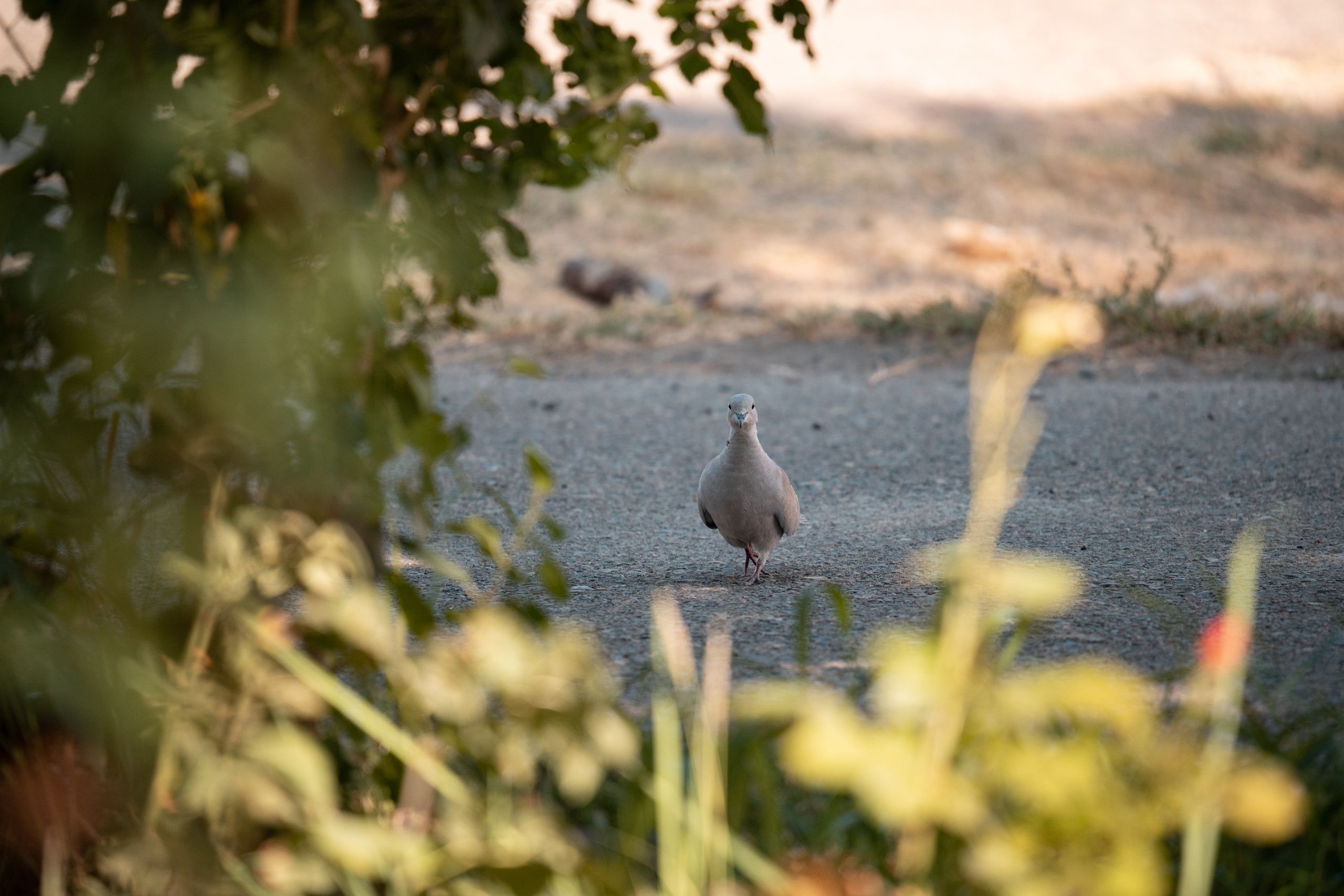 Обзор Sigma 150-600mm DG DN Sport. Фотограф Григорий Кравец