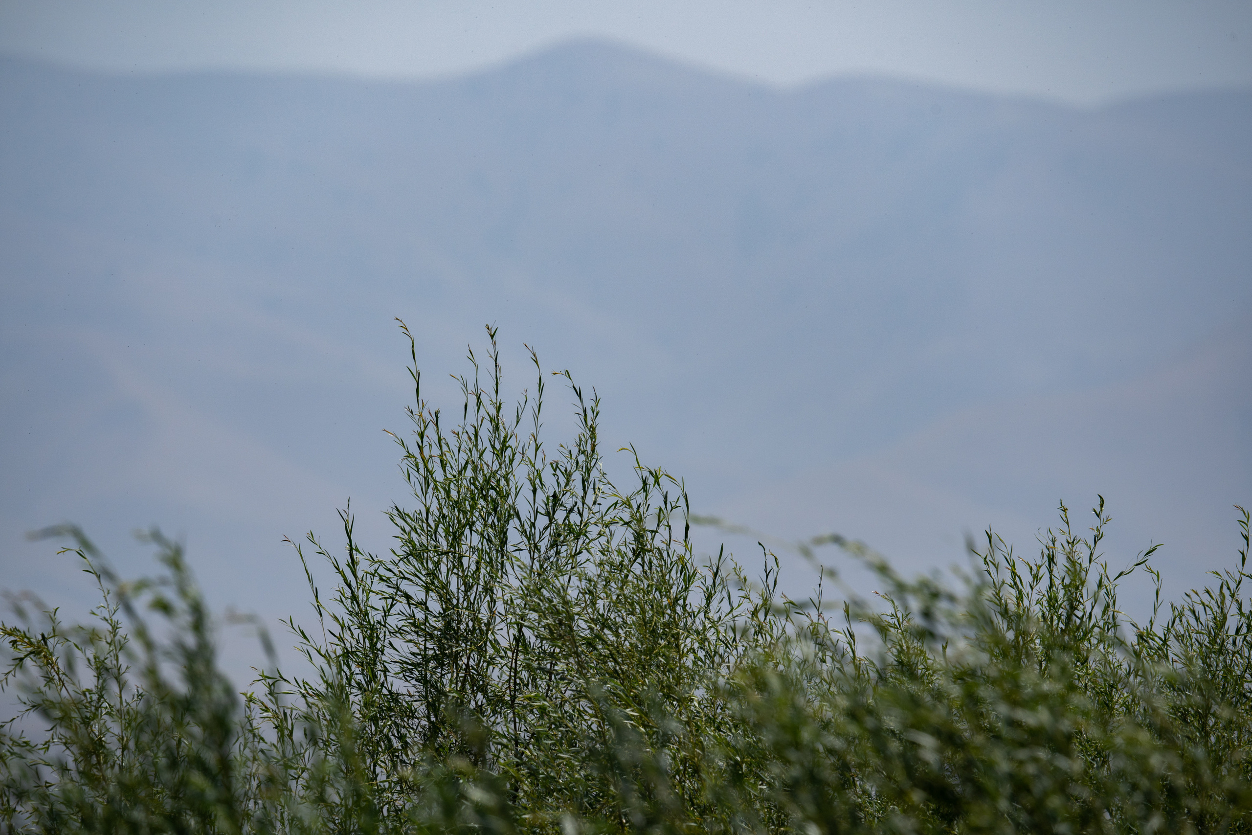 Обзор Sigma 150-600mm DG DN Sport. Фотограф Григорий Кравец