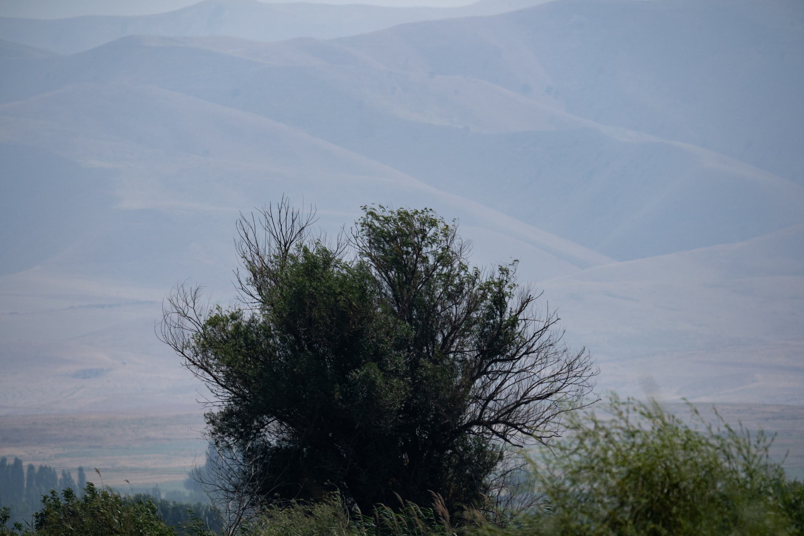 Обзор Sigma 150-600mm DG DN Sport. Фотограф Григорий Кравец