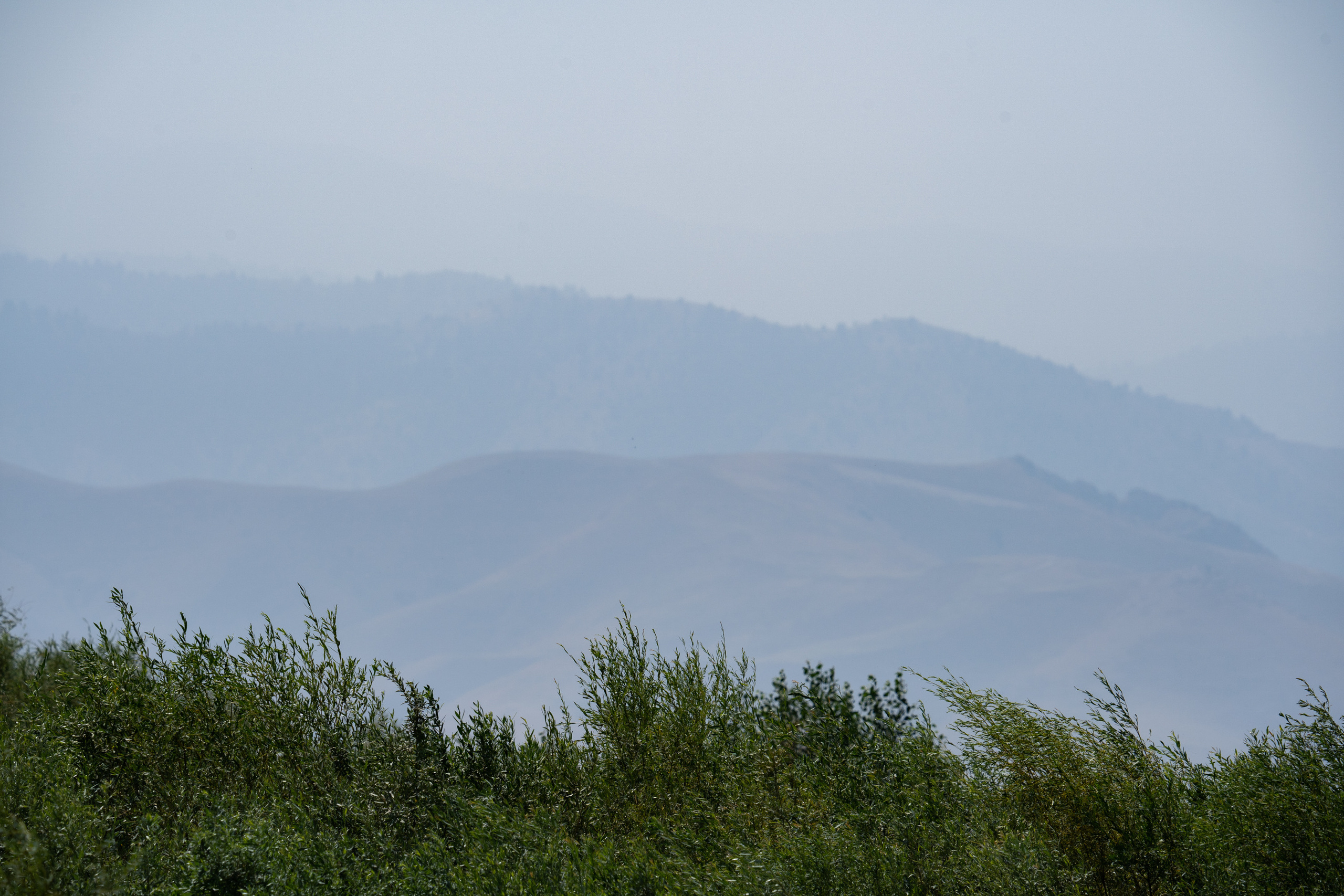 Обзор Sigma 150-600mm DG DN Sport. Фотограф Григорий Кравец