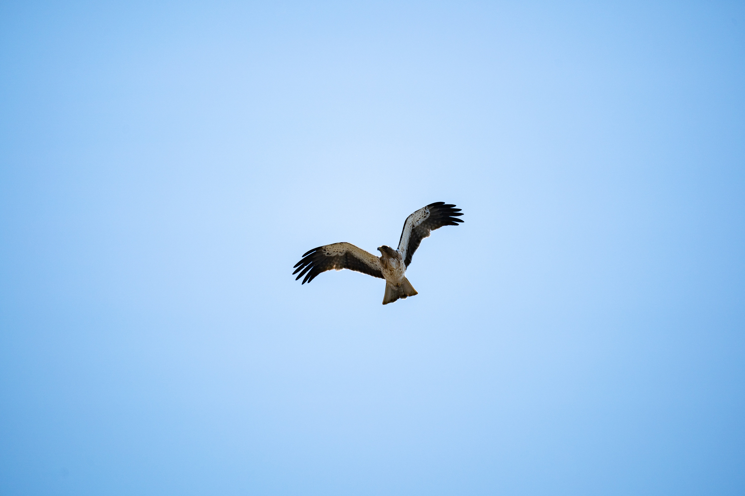 Обзор Sigma 150-600mm DG DN Sport. Фотограф Григорий Кравец