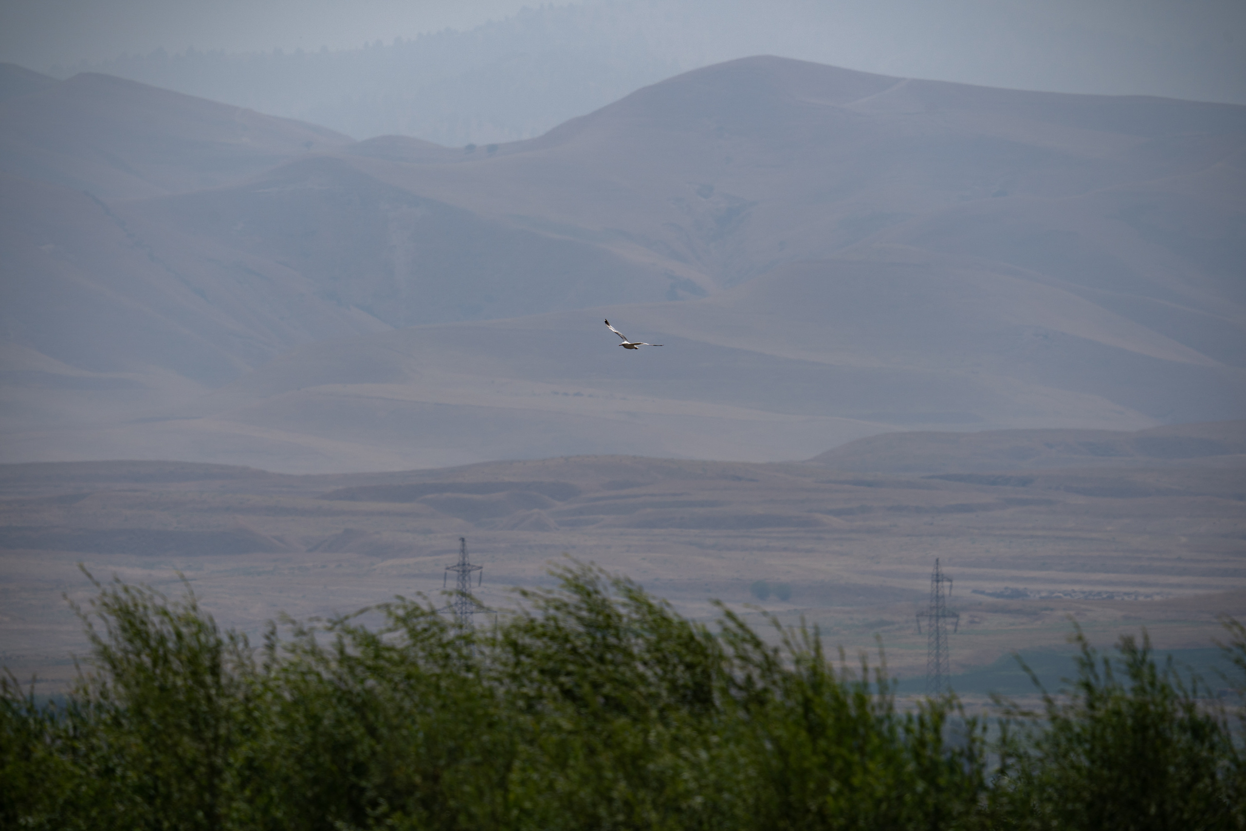 Обзор Sigma 150-600mm DG DN Sport. Фотограф Григорий Кравец