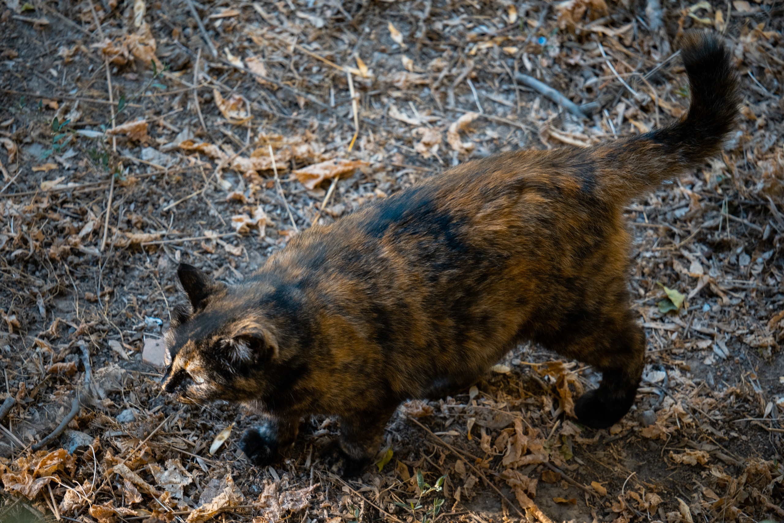 Обзор Sigma 150-600mm DG DN Sport. Фотограф Григорий Кравец