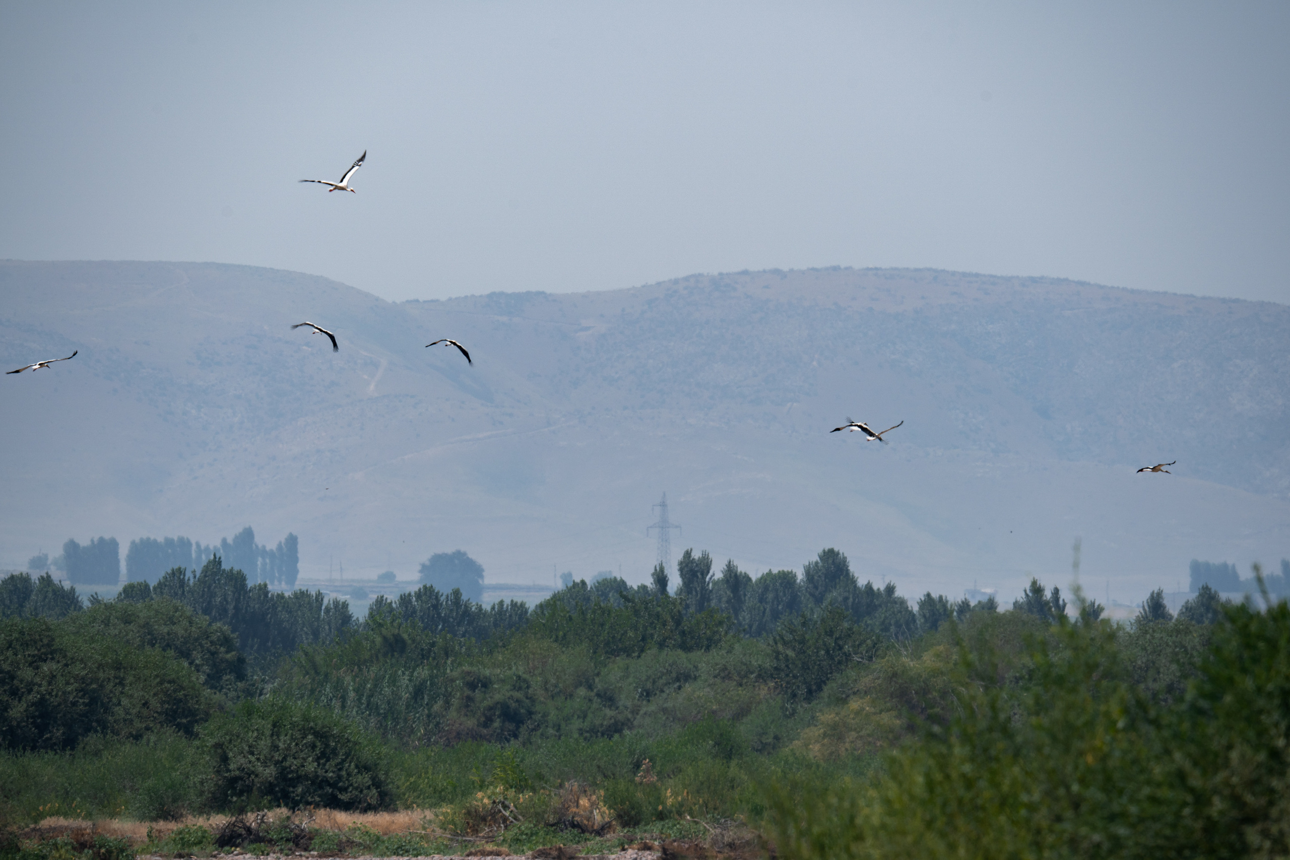 Обзор Sigma 150-600mm DG DN Sport. Фотограф Григорий Кравец