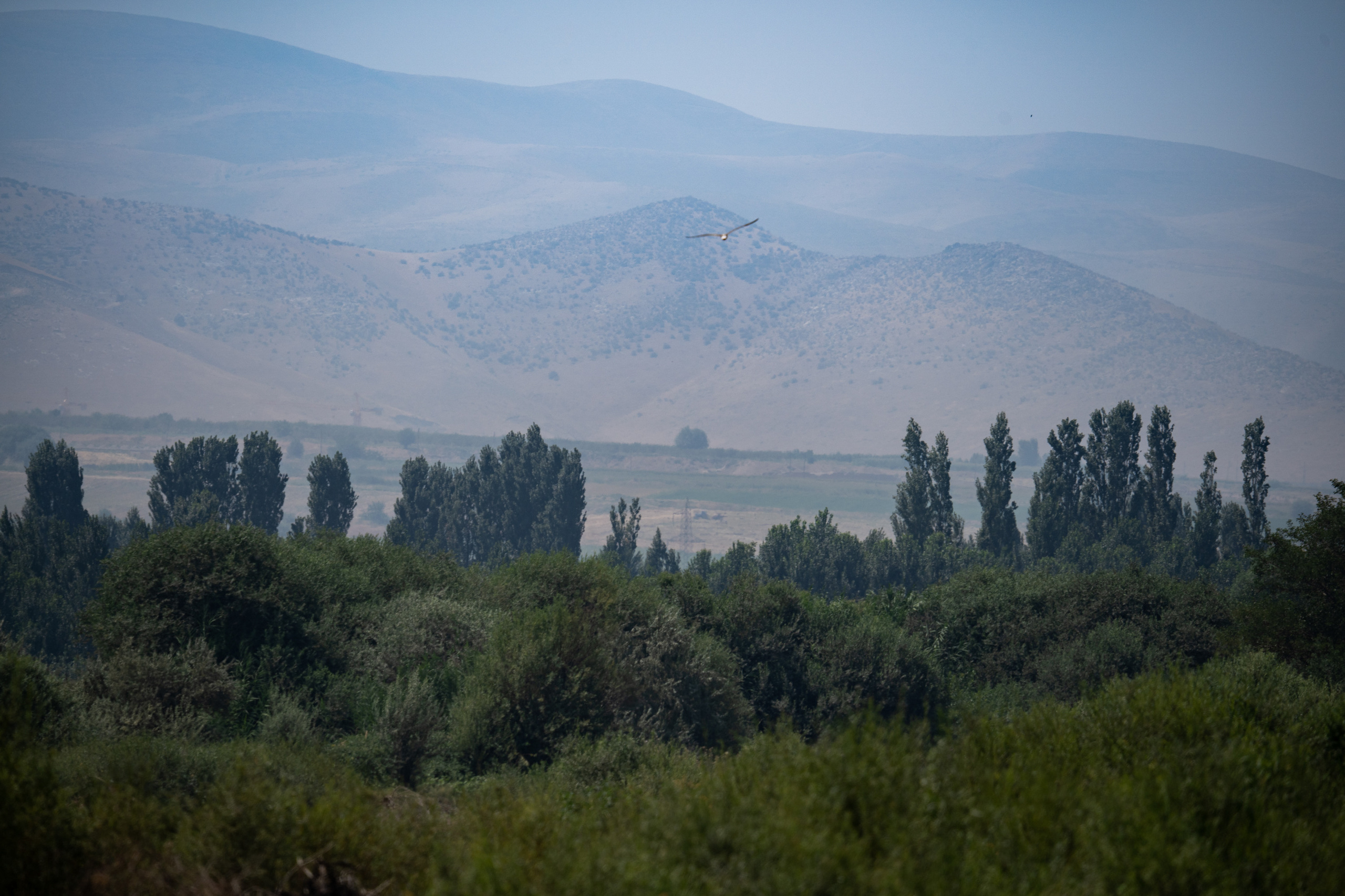 Обзор Sigma 150-600mm DG DN Sport. Фотограф Григорий Кравец