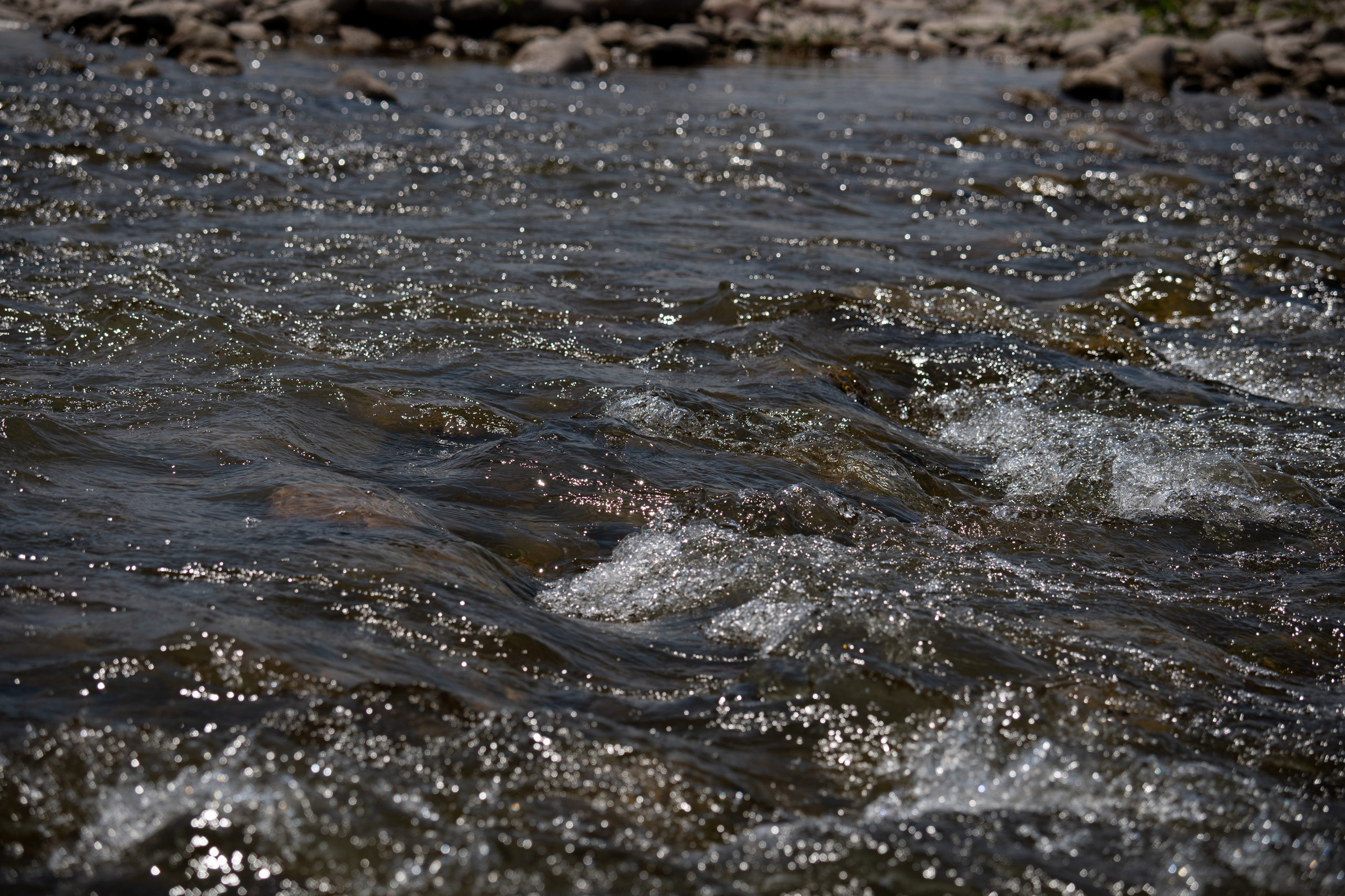 Обзор Sigma 150-600mm DG DN Sport. Фотограф Григорий Кравец