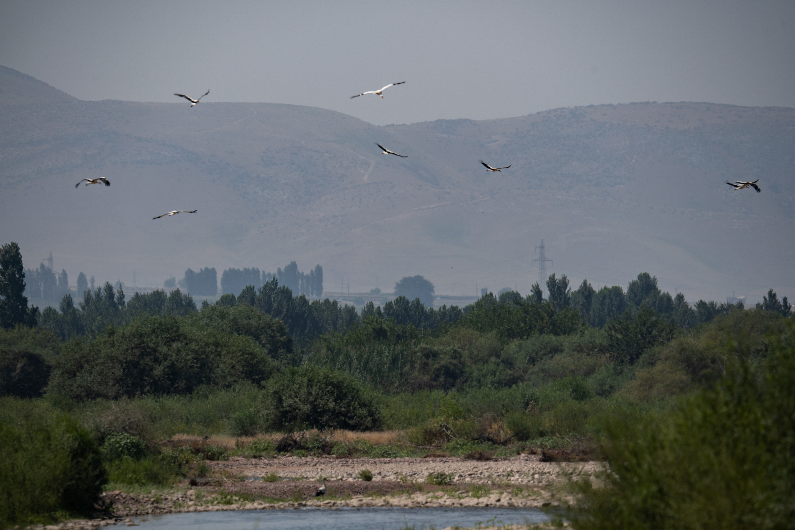 Обзор Sigma 150-600mm DG DN Sport. Фотограф Григорий Кравец