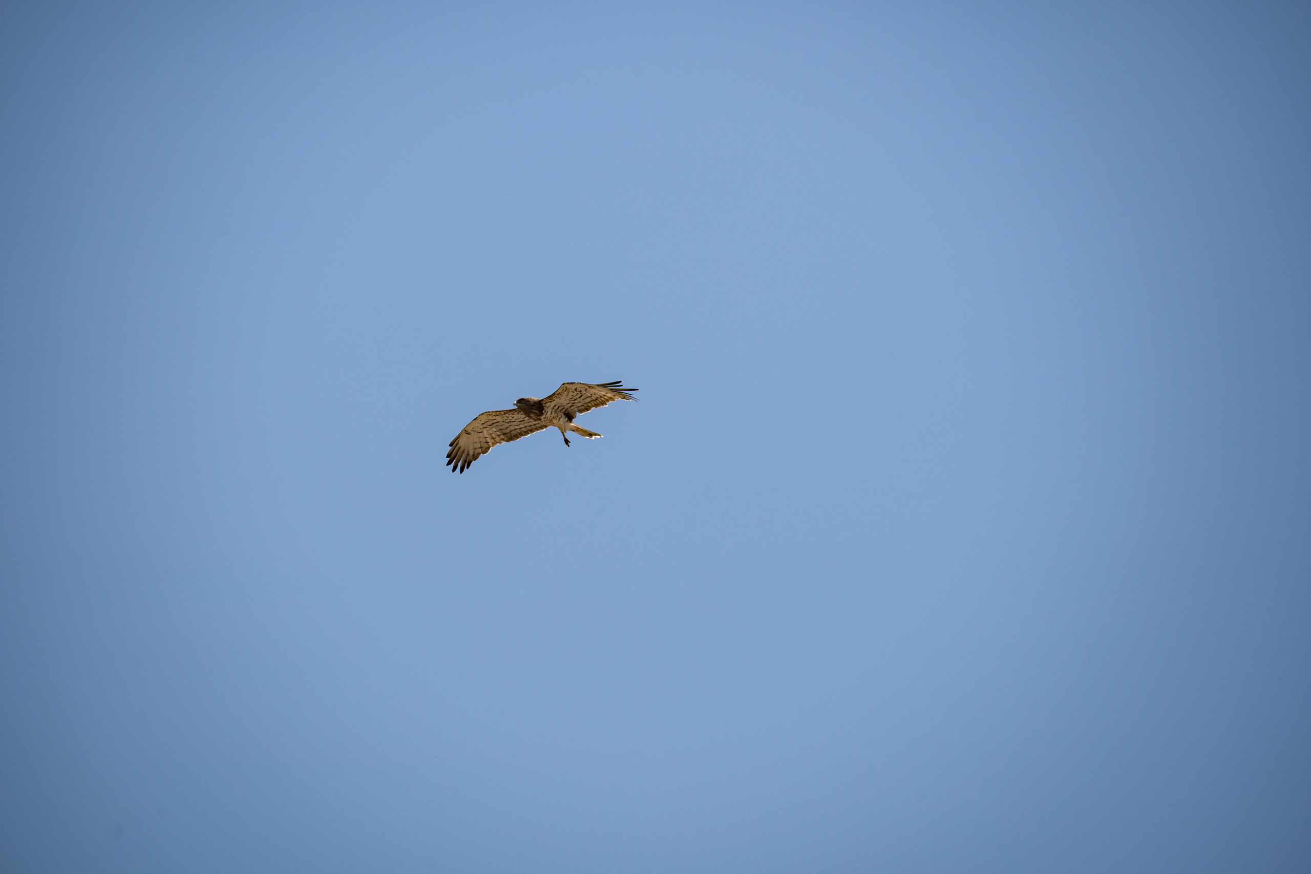 Обзор Sigma 150-600mm DG DN Sport. Фотограф Григорий Кравец