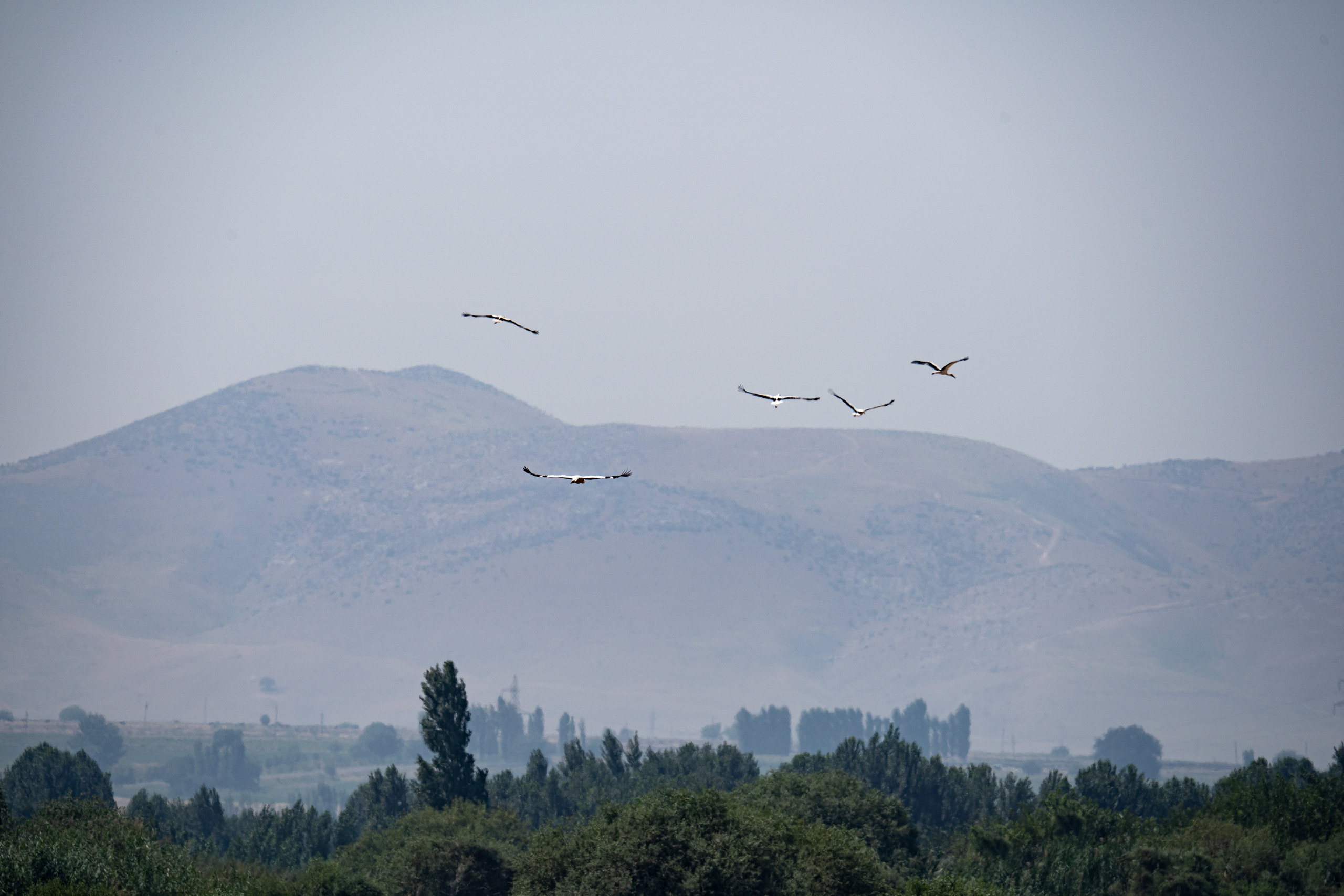 Обзор Sigma 150-600mm DG DN Sport. Фотограф Григорий Кравец