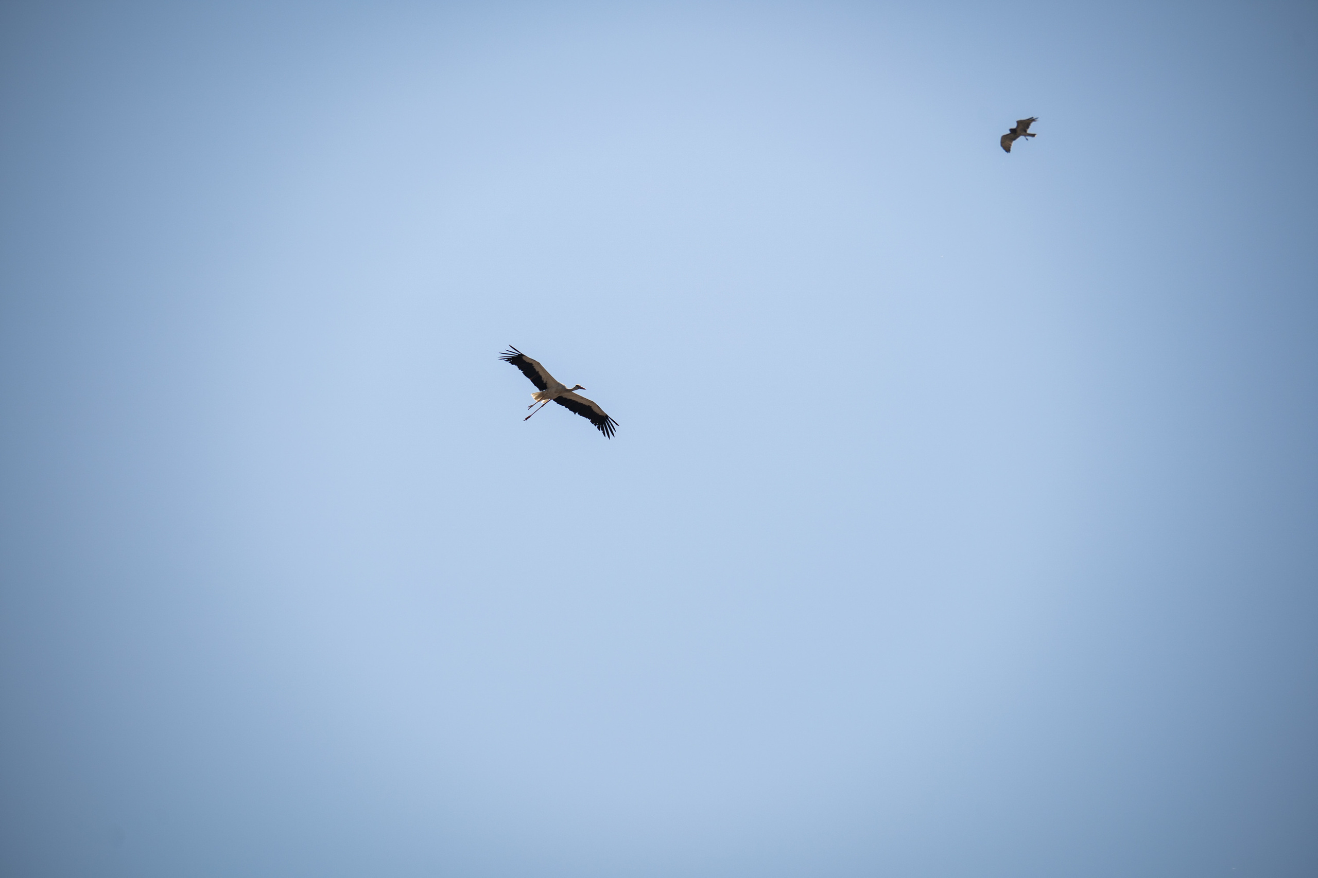 Обзор Sigma 150-600mm DG DN Sport. Фотограф Григорий Кравец