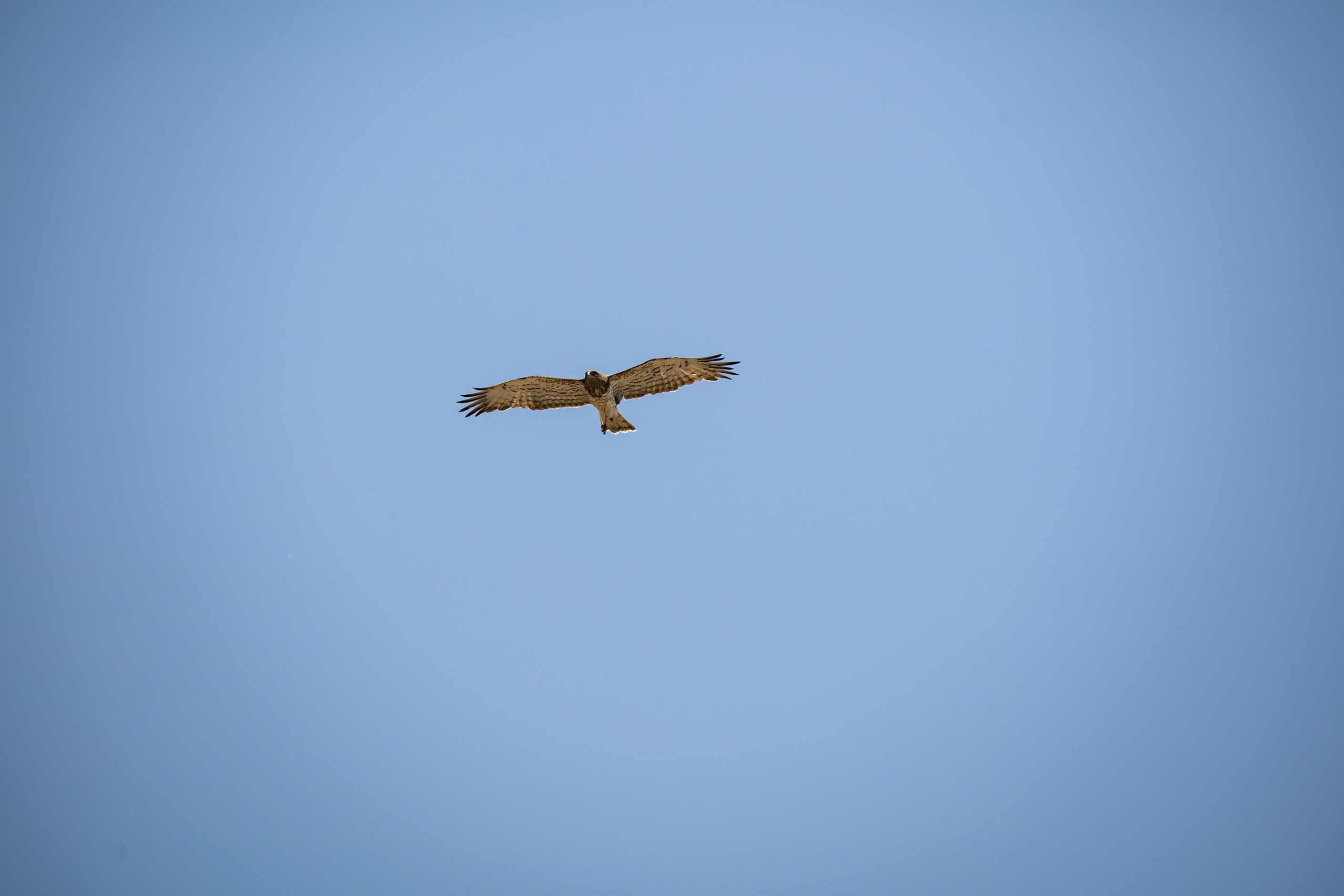 Обзор Sigma 150-600mm DG DN Sport. Фотограф Григорий Кравец