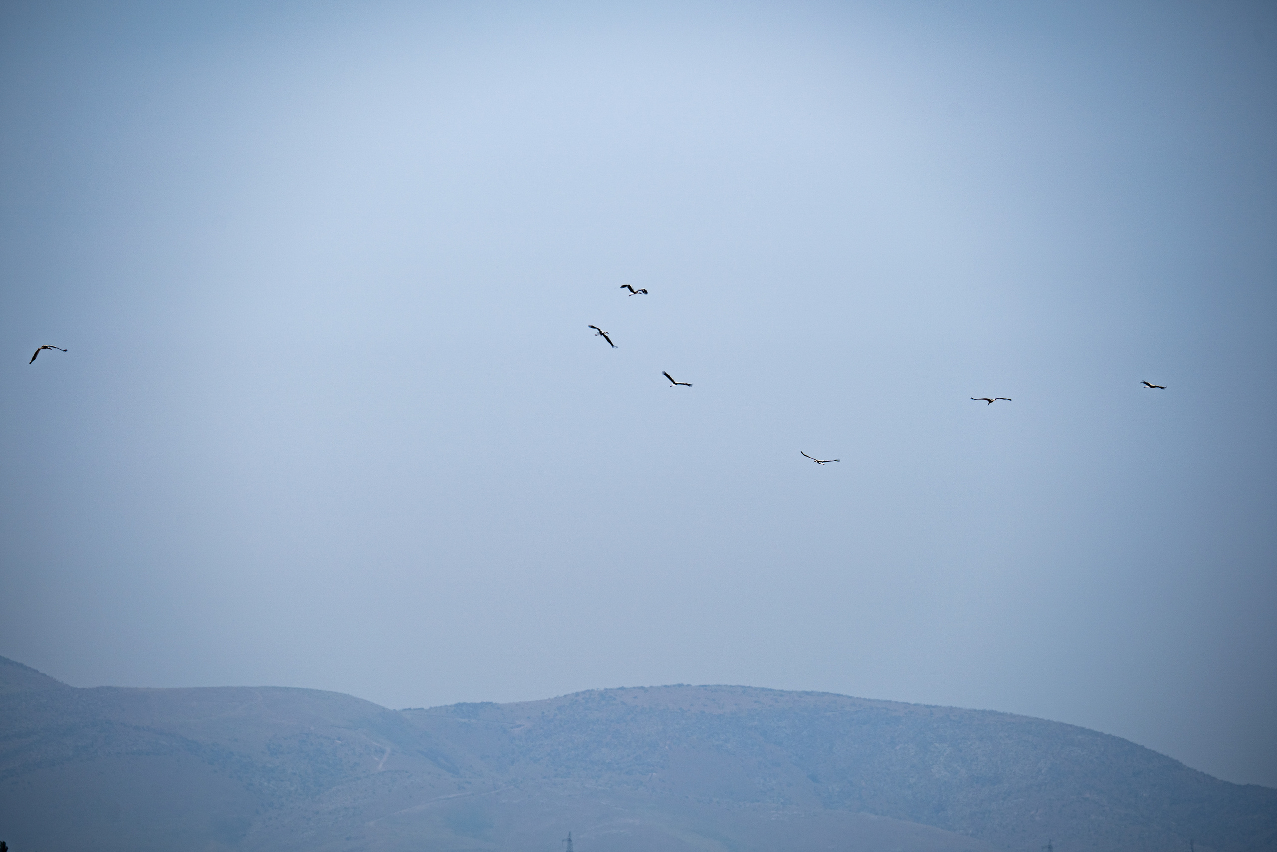 Обзор Sigma 150-600mm DG DN Sport. Фотограф Григорий Кравец