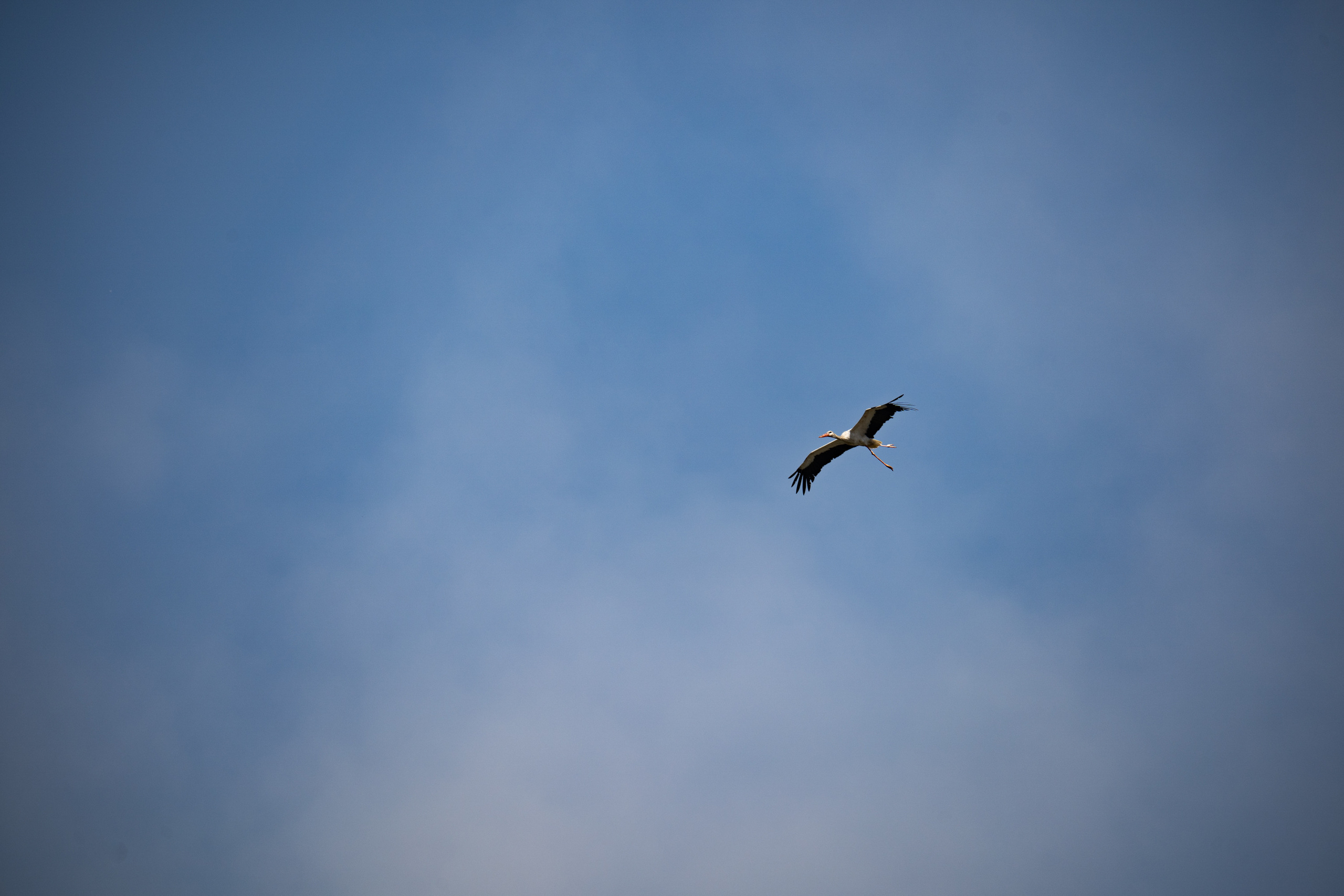 Обзор Sigma 150-600mm DG DN Sport. Фотограф Григорий Кравец