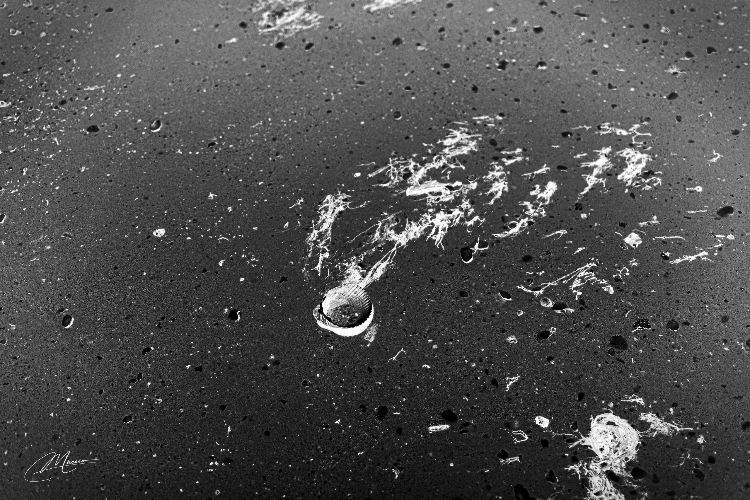 Fort Myers. Out and About 239