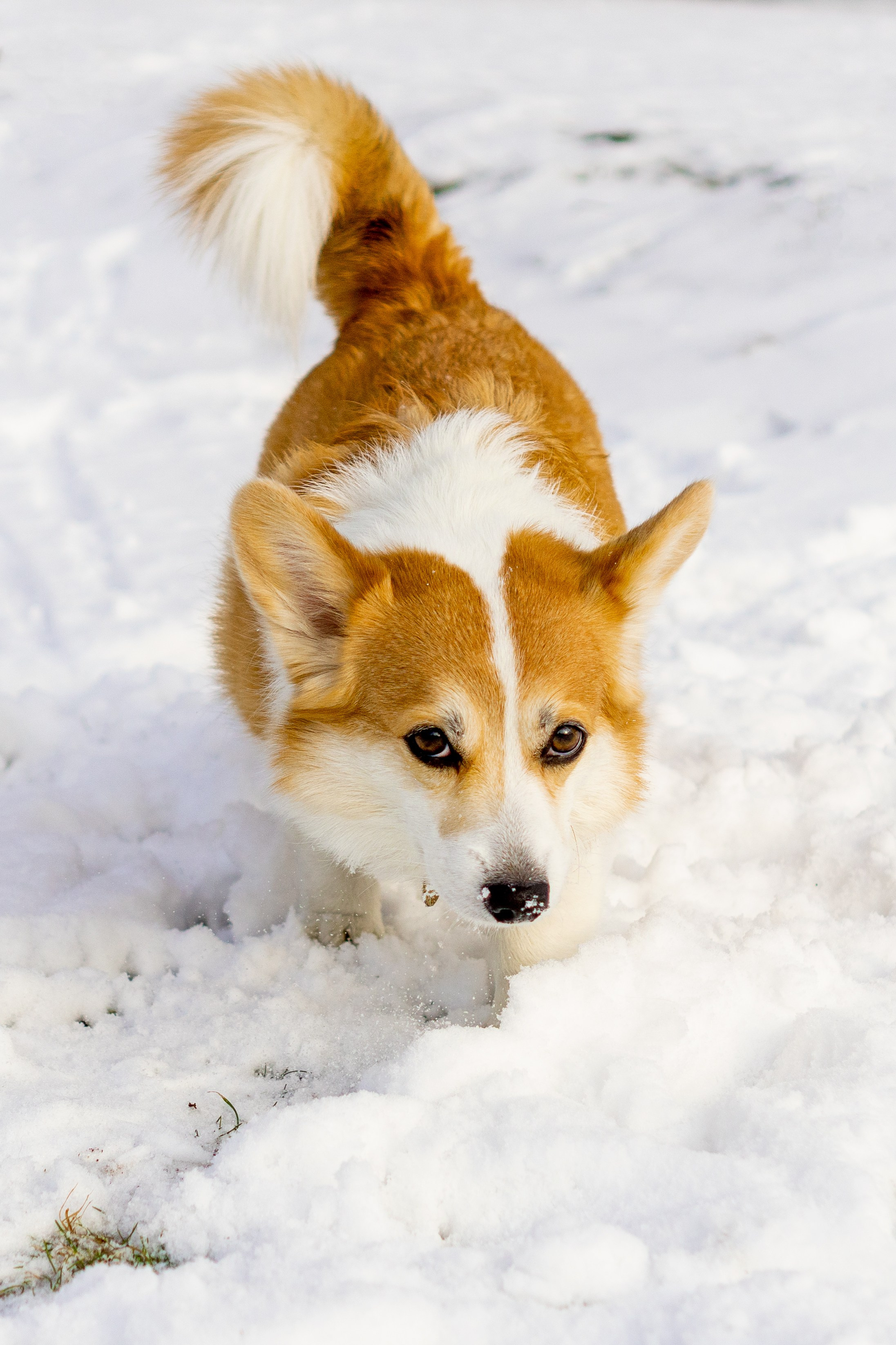 Corgi party, 23 feb. 2025. Kat Laisaar — Pet photographer in Tallinn