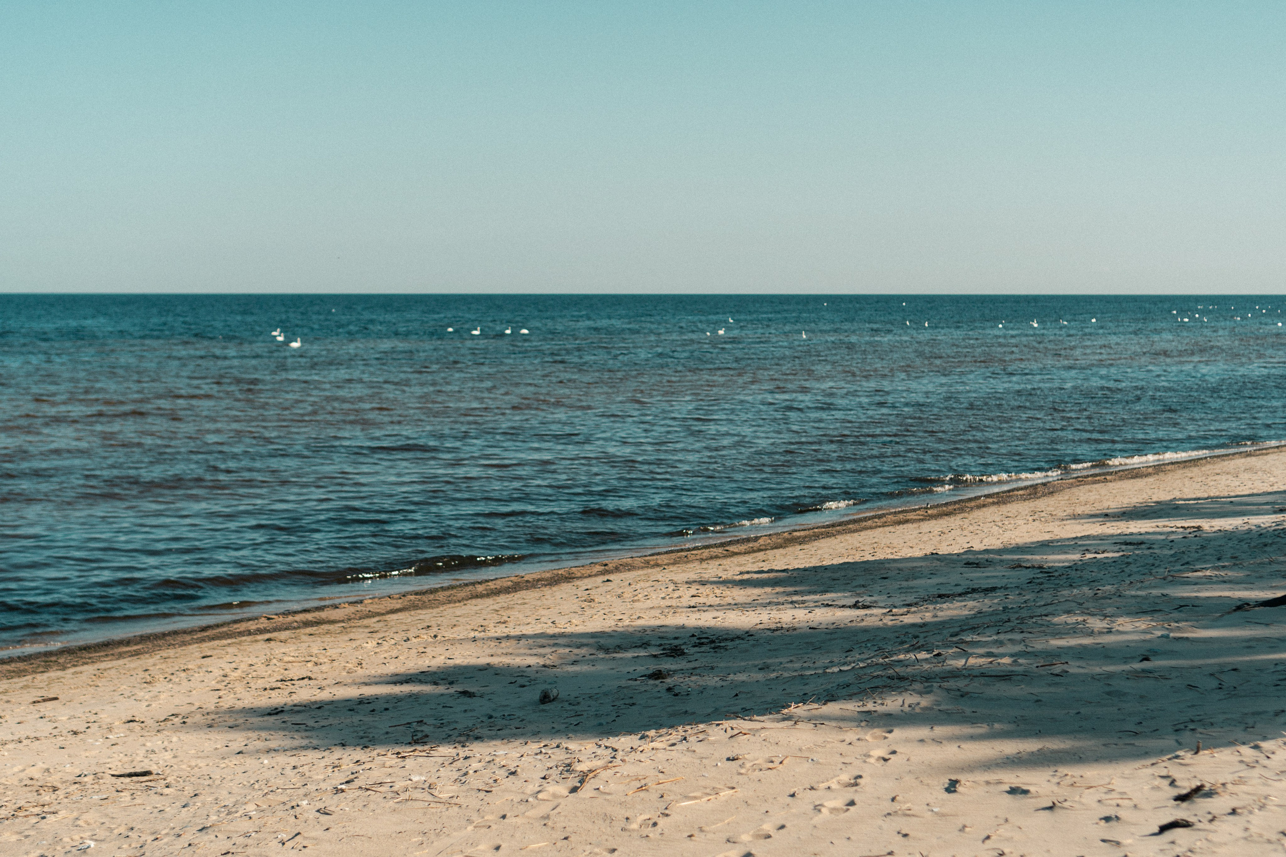 Oskar, Maria & Dmitrii. Kat Laisaar — Pet photographer in Tallinn