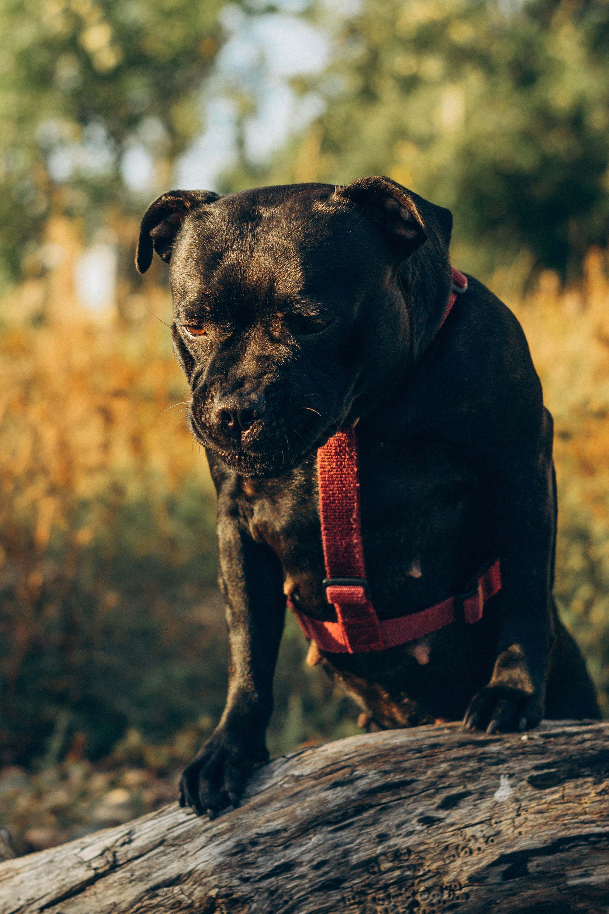 Severa and Barracuda, Staffordshire Bull Terriers. Kat Laisaar — Pet photographer in Tallinn